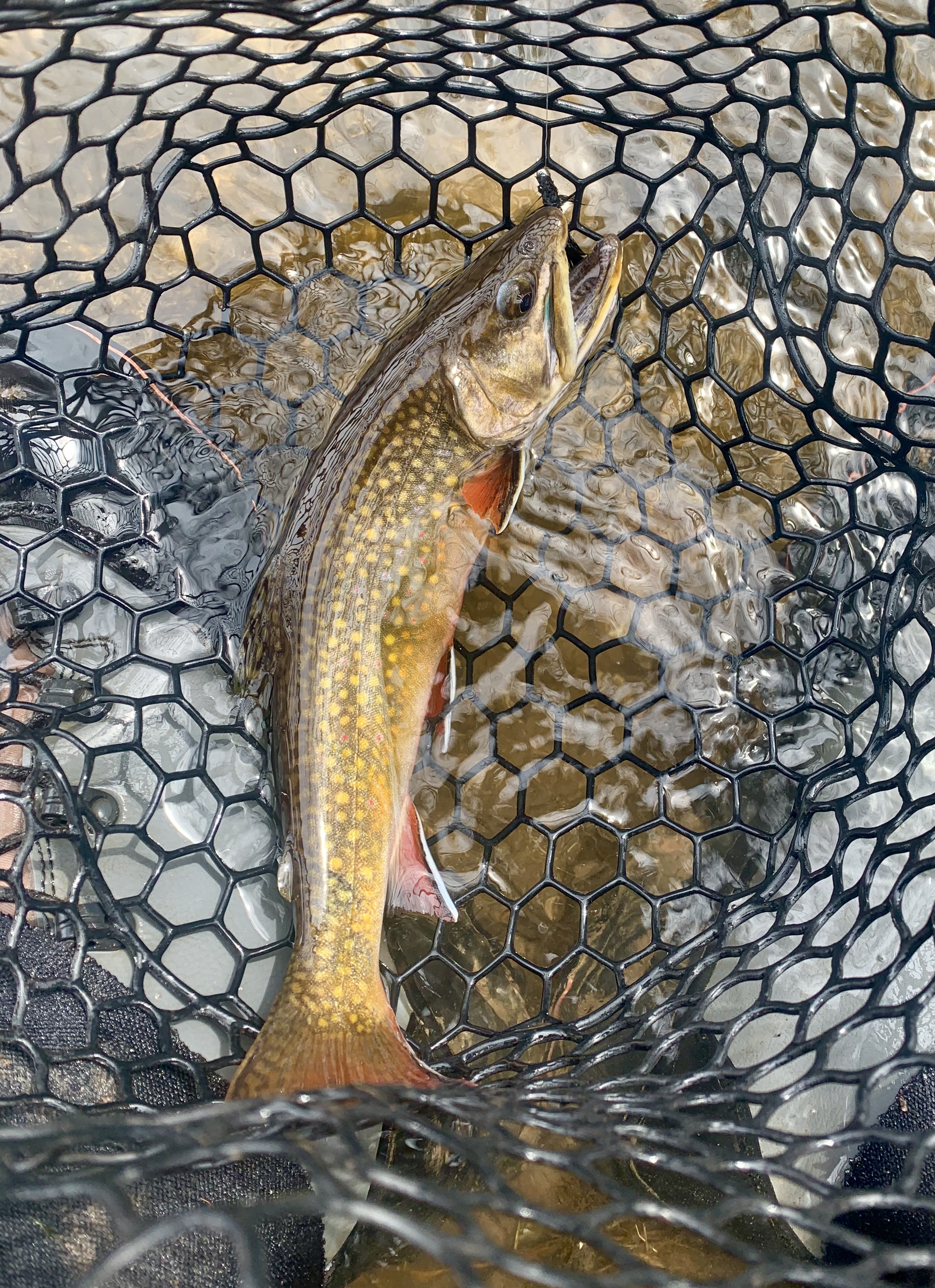 Went south for the week