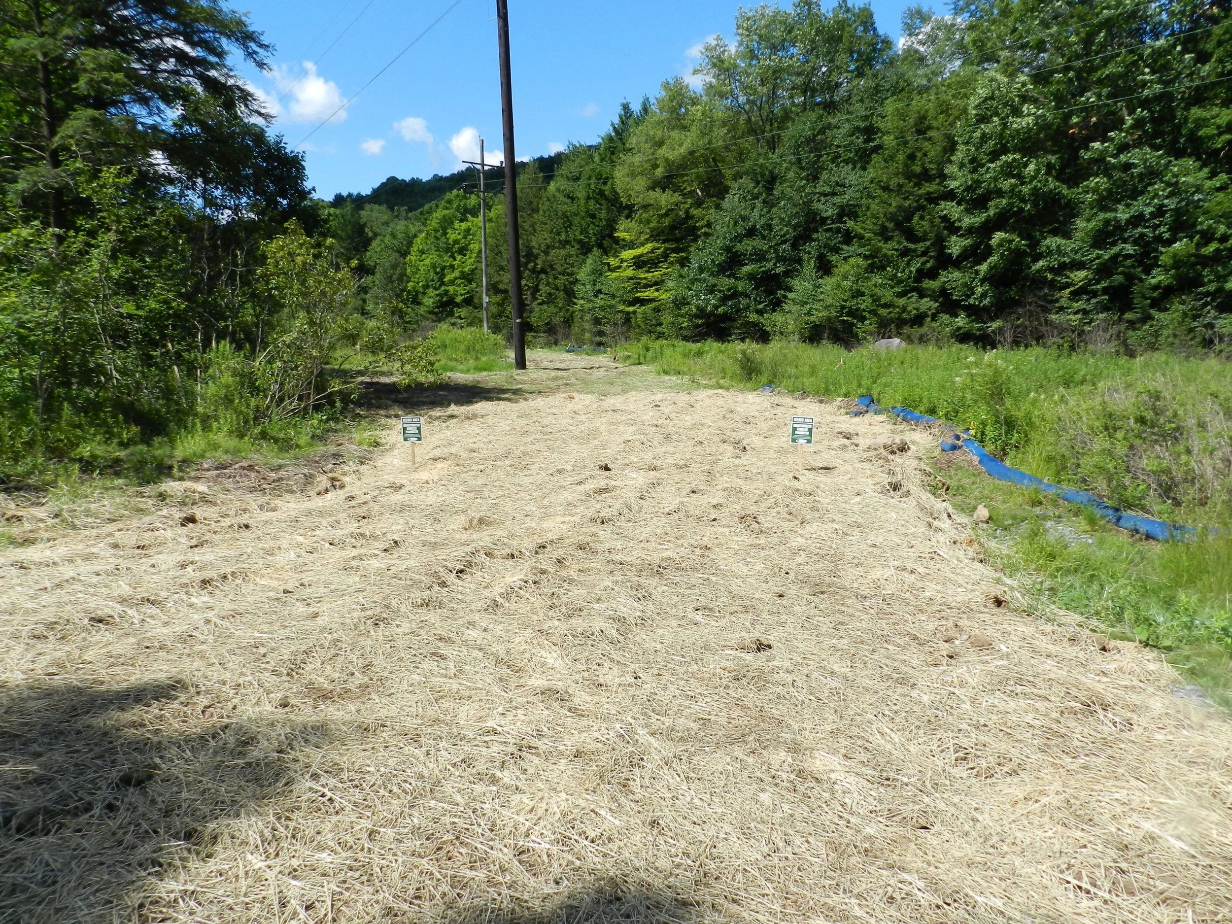 Straw mulch.jpg