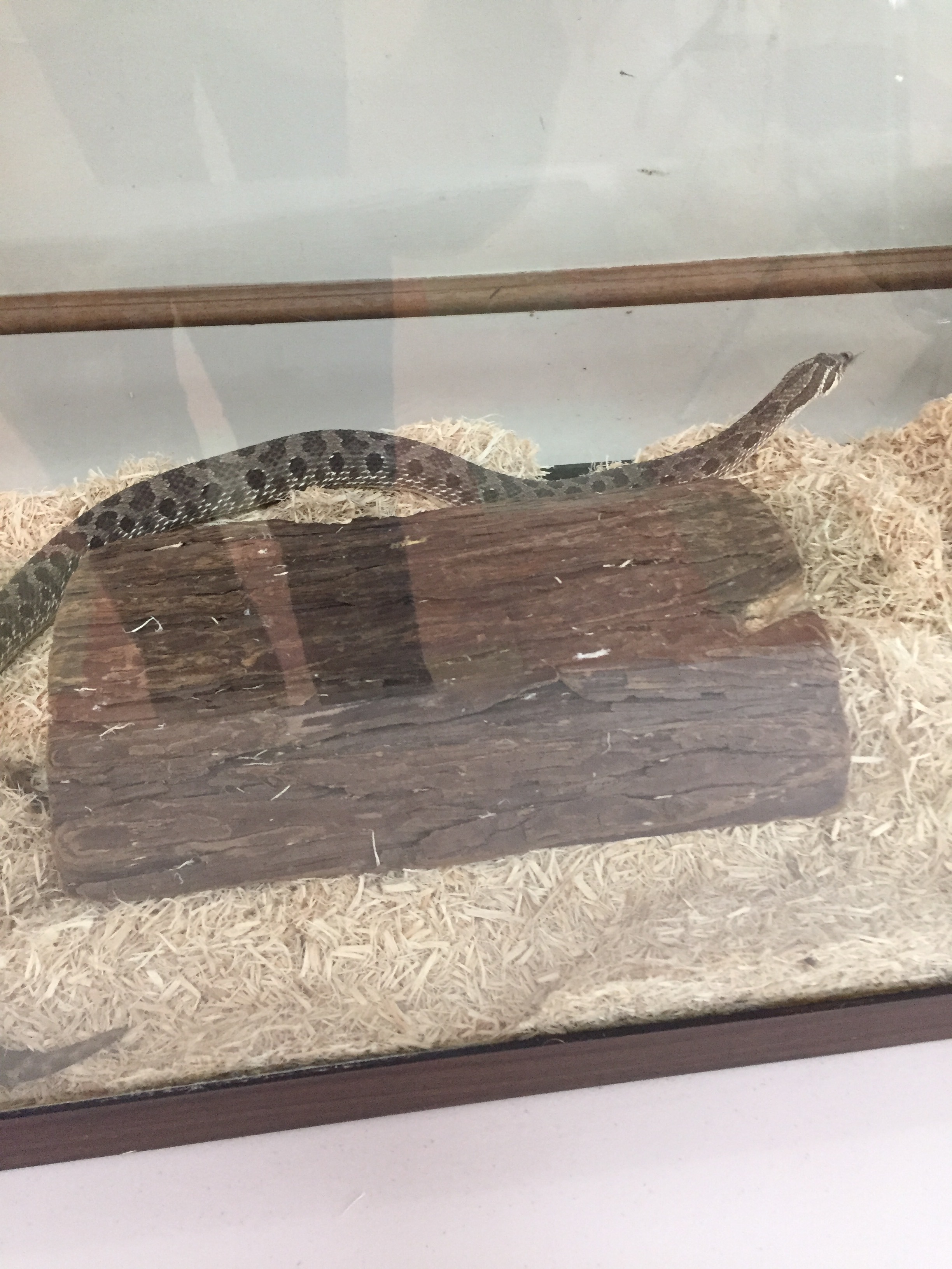 hognose.jpeg