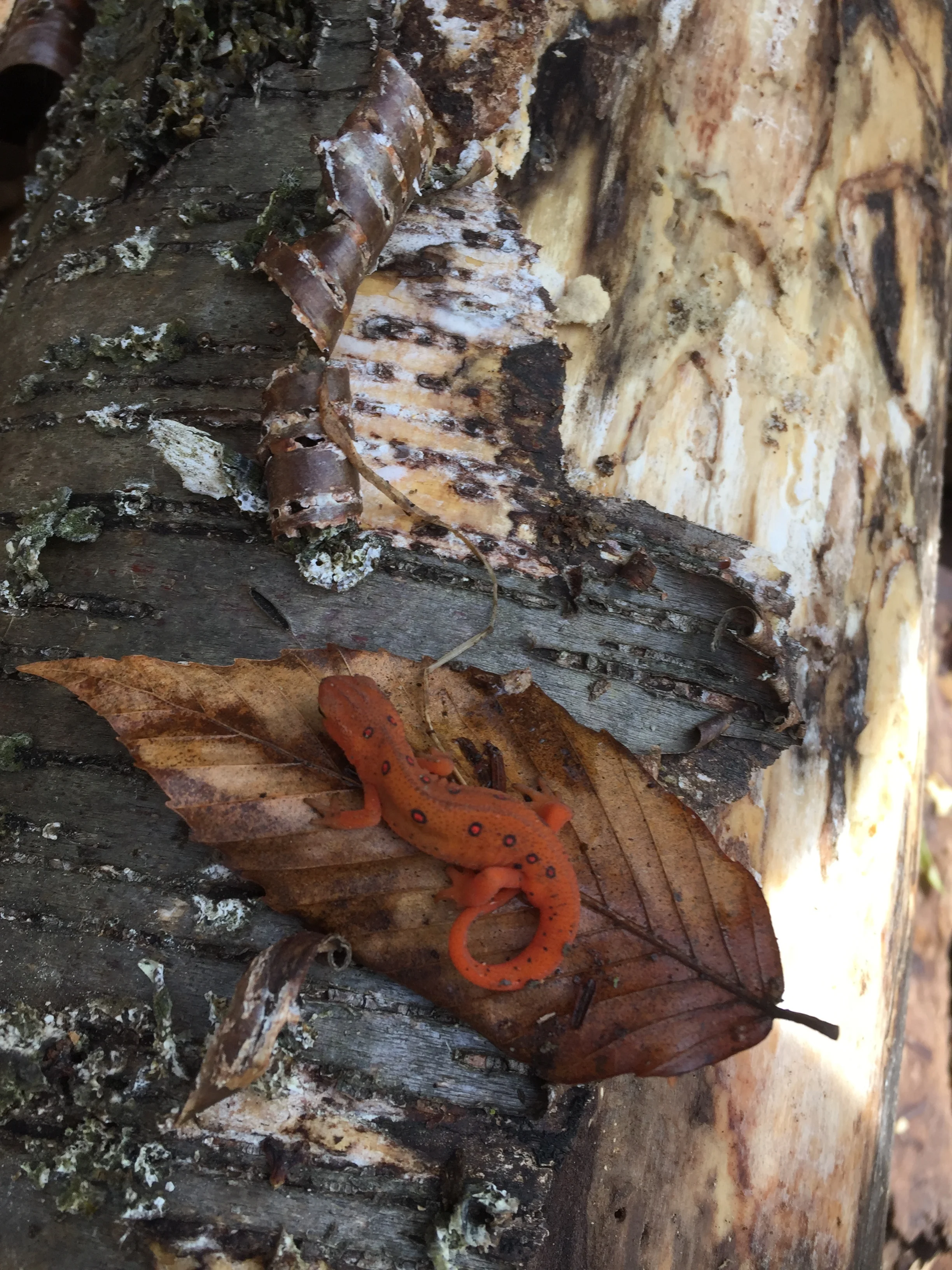 Salamanders, Trout, &amp; Trail Hikes!