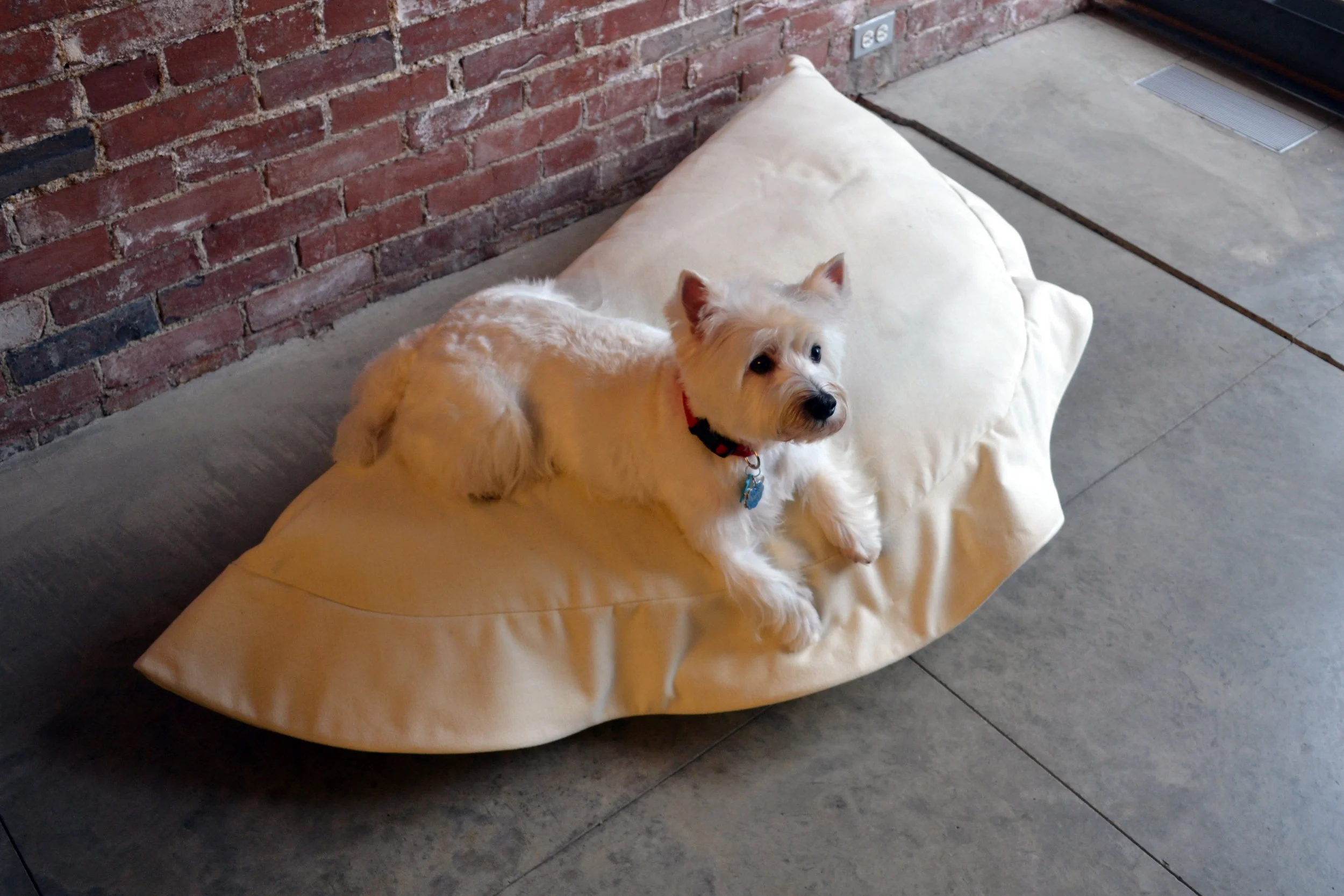Pierogi (a dog bed)