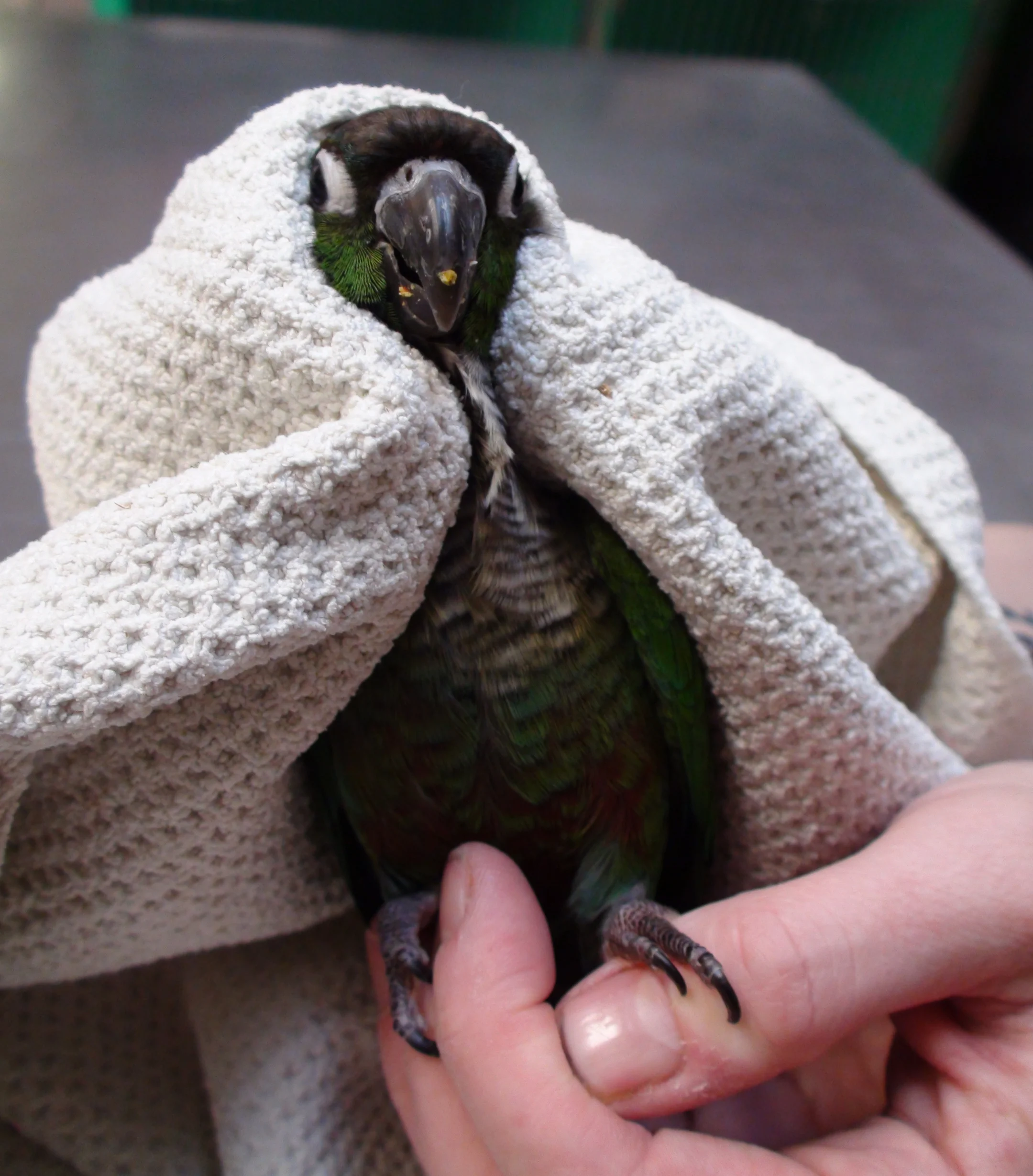 Emergency — AVIAN & EXOTIC ANIMAL CLINIC