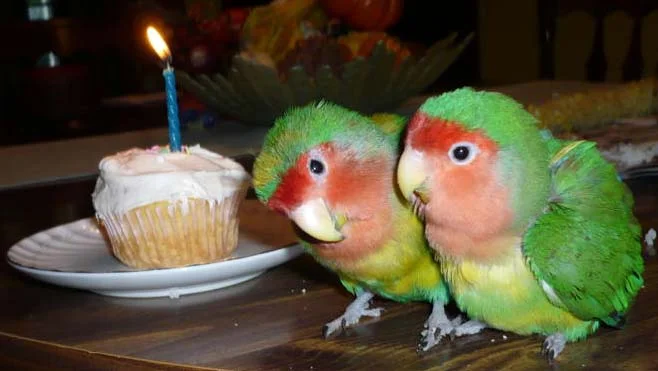 We want your pet on our Facebook page!