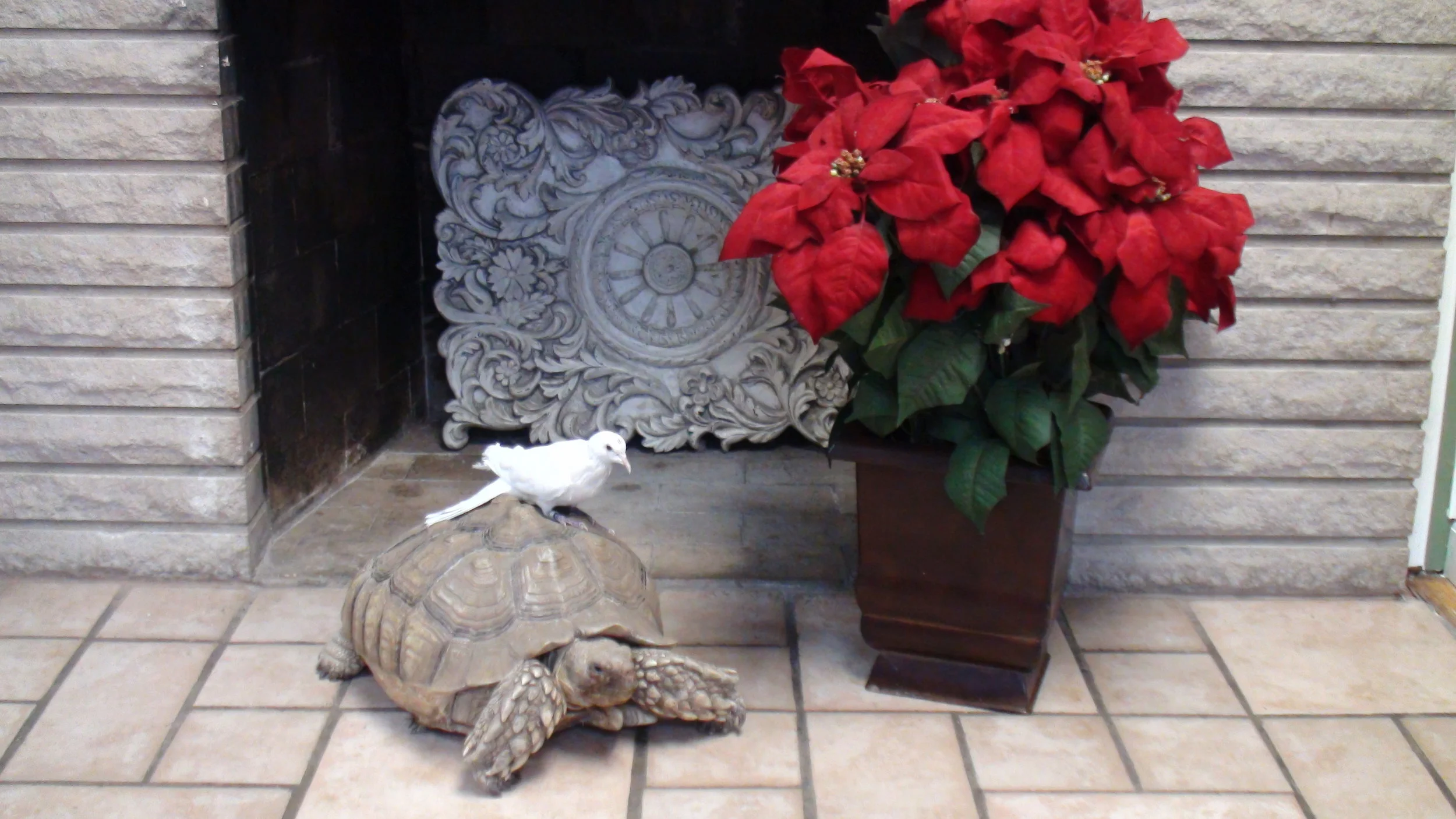 Merry Christmas and  a Happy New Year from the staff of the Avian and Exotic Animal Clinic!  