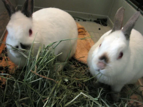 Thinking about getting a new pet?