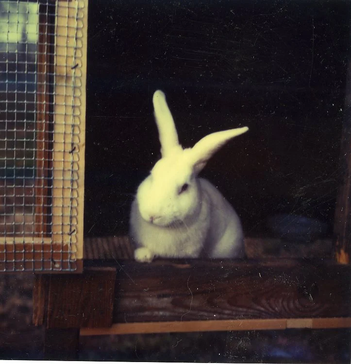 Thus ends the Year of the Rabbit