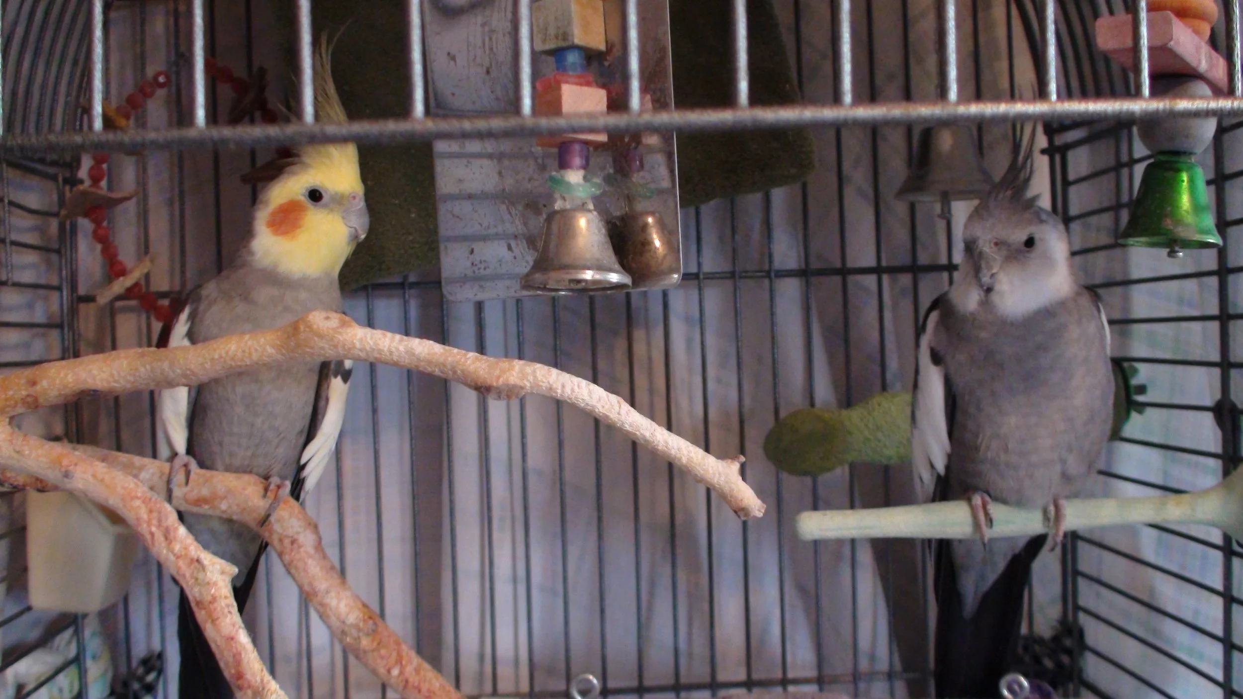 Avian and Exotic Heros: our Blood Donors