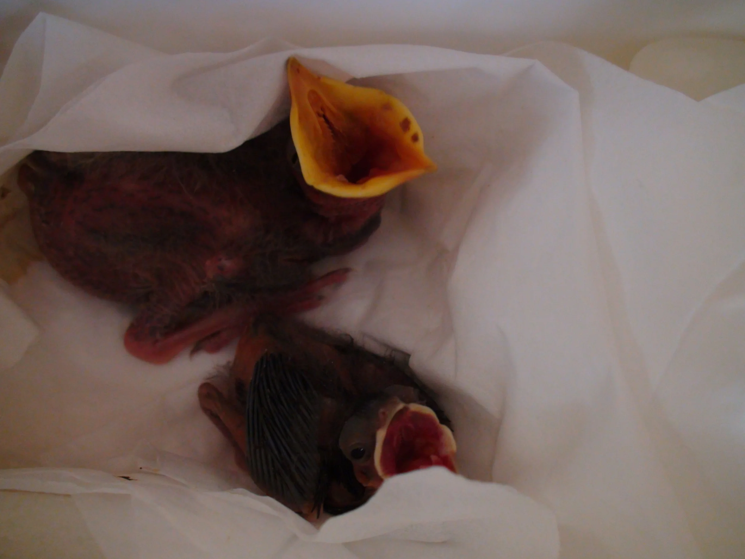 WATCH OUT!  THEY’RE EVERYWHERE!!!