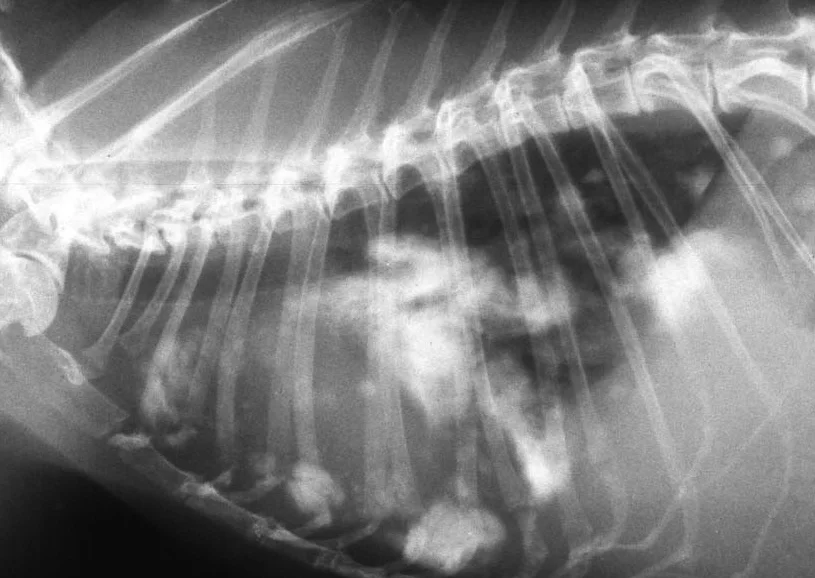 It Pays to Spay: Why spay my healthy pet rabbit or guinea pig?