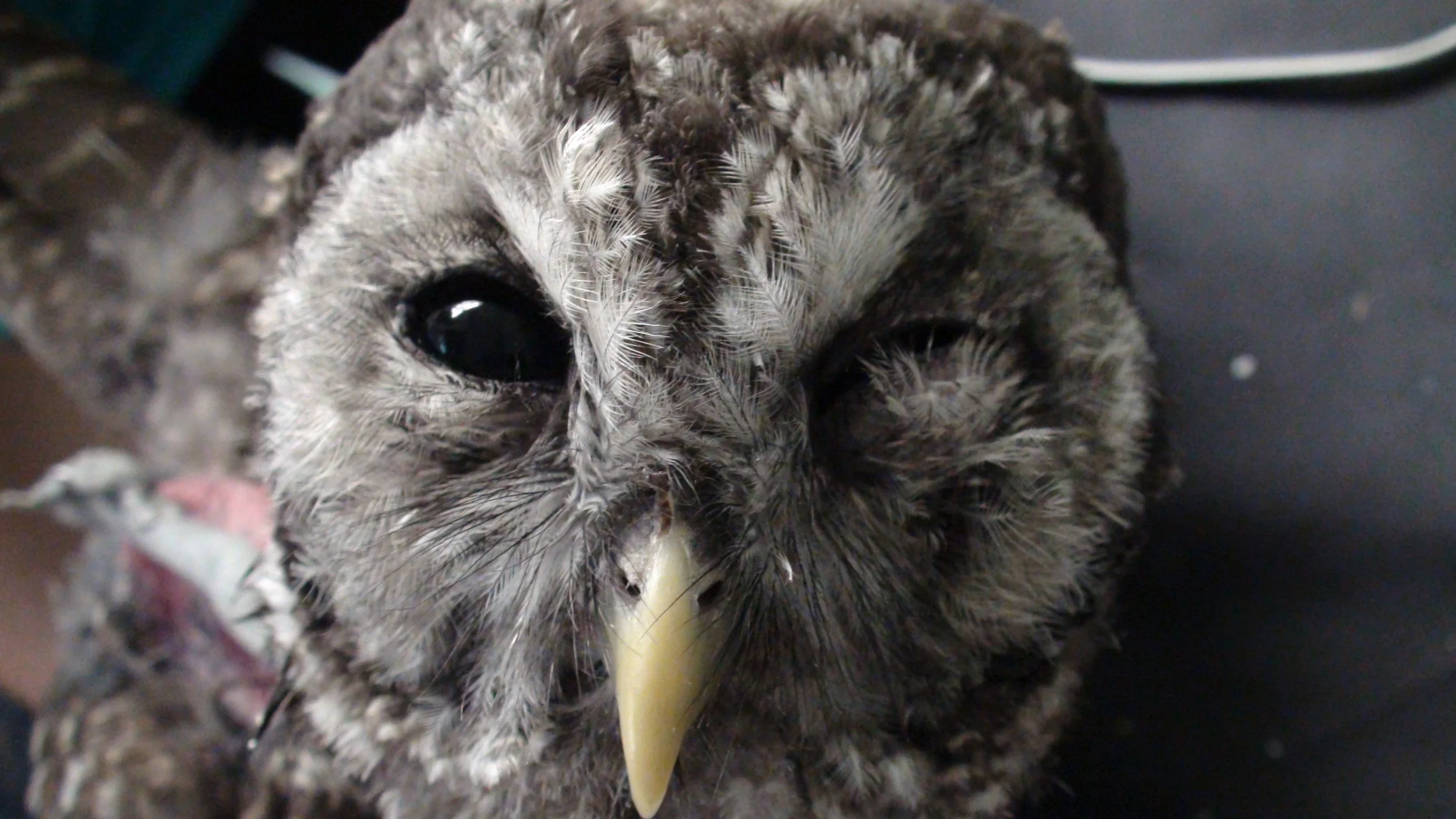 Wildlife Report, Summer 2012