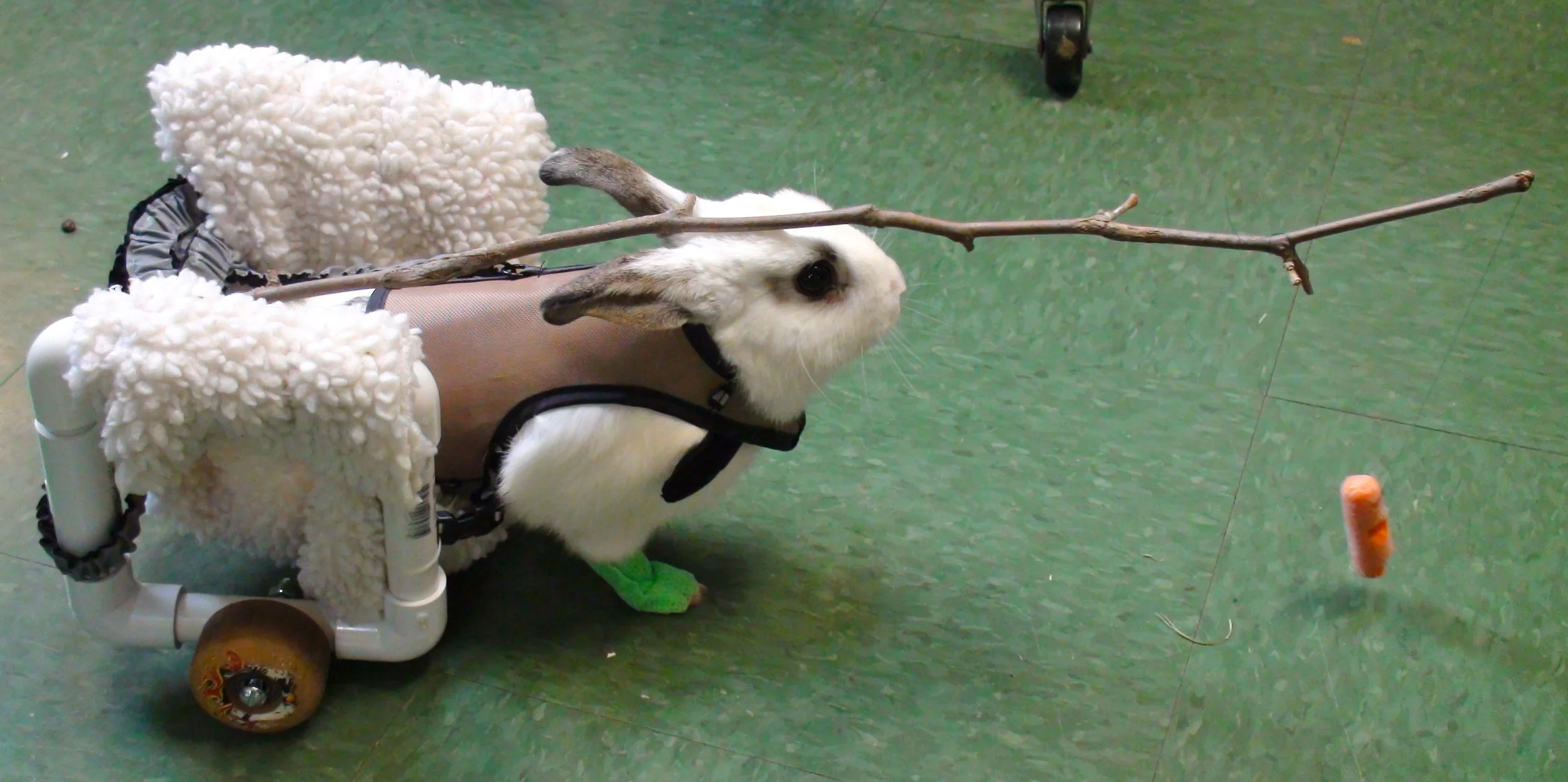 Meet our newest “Doctor”!