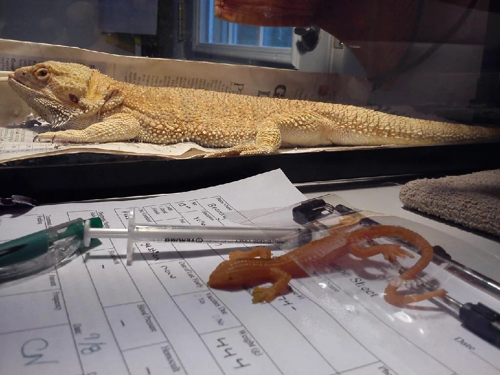 So, What's for Dinner?