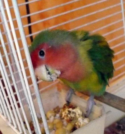 What's New in Pet Bird Nutrition