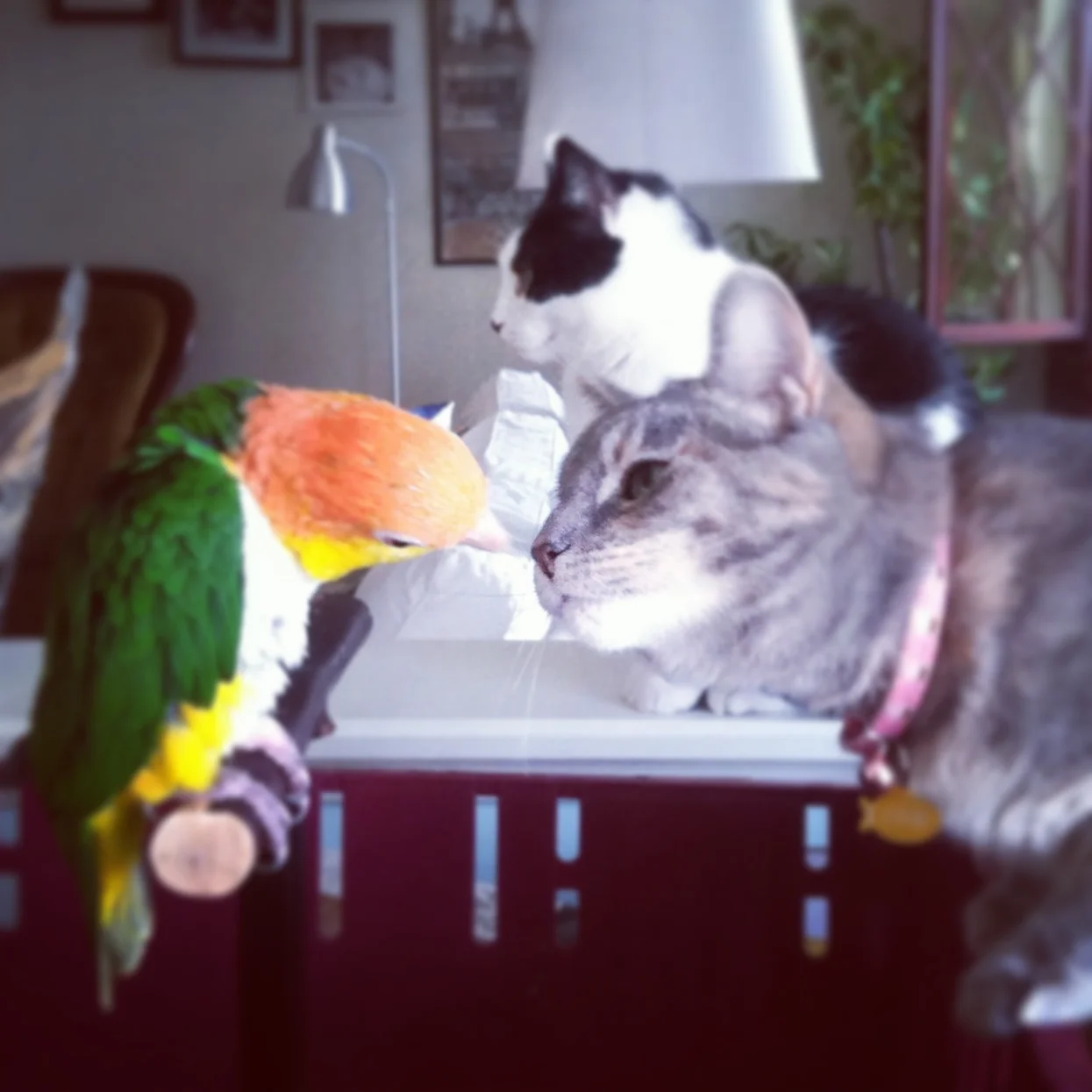 Cats vs. Exotic Pets: Not An Even Match!