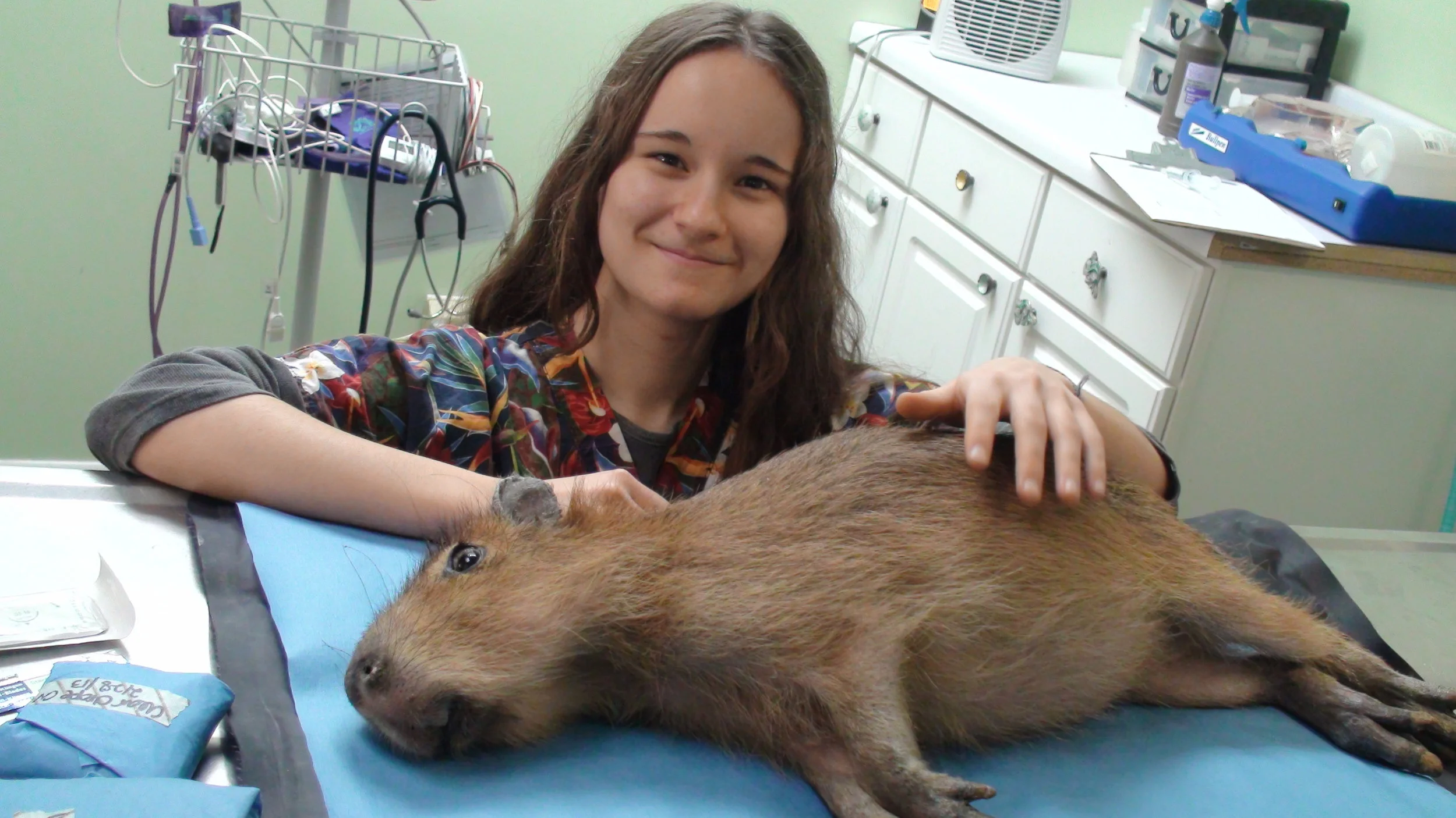 So You Think You Want to Be a Vet?