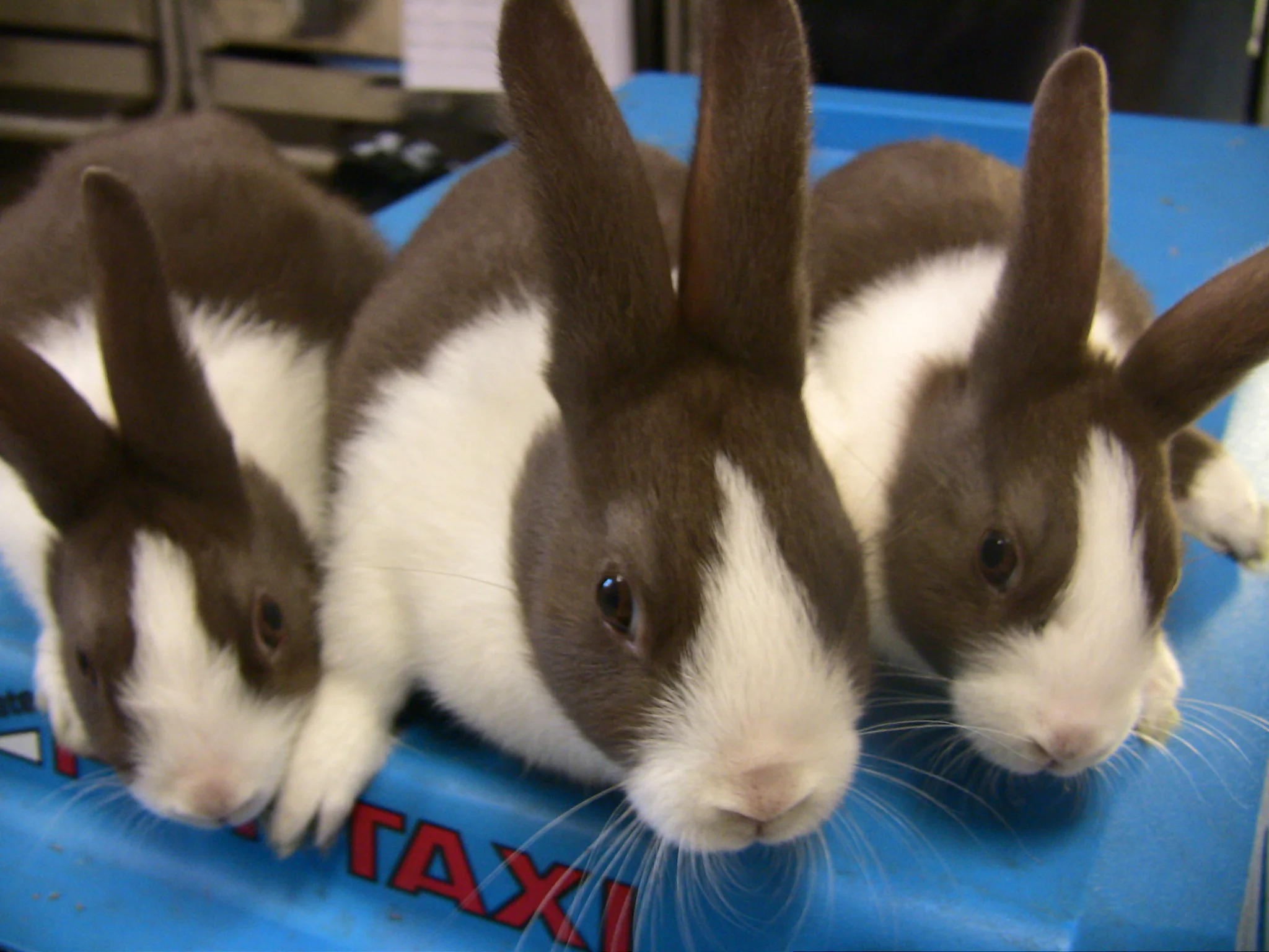Rabbits: The Number One Exotic Mammal Pet!