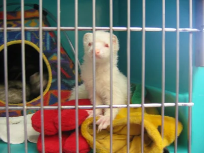 The Ferret 500 Returns!