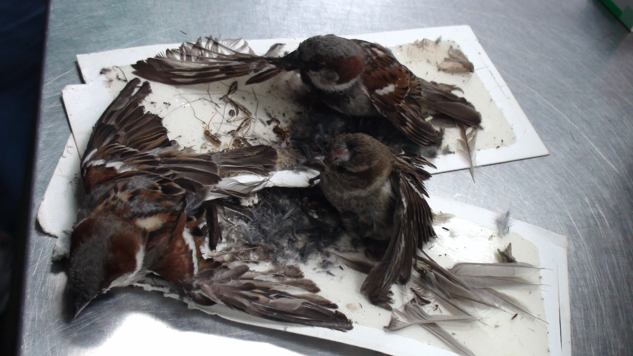 Wildlife Report 2013