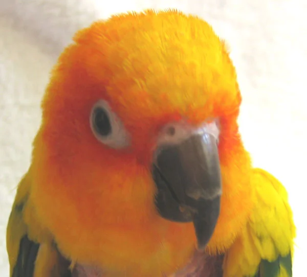 To Clip or Not to Clip (wings, that is)…..That is the Question!