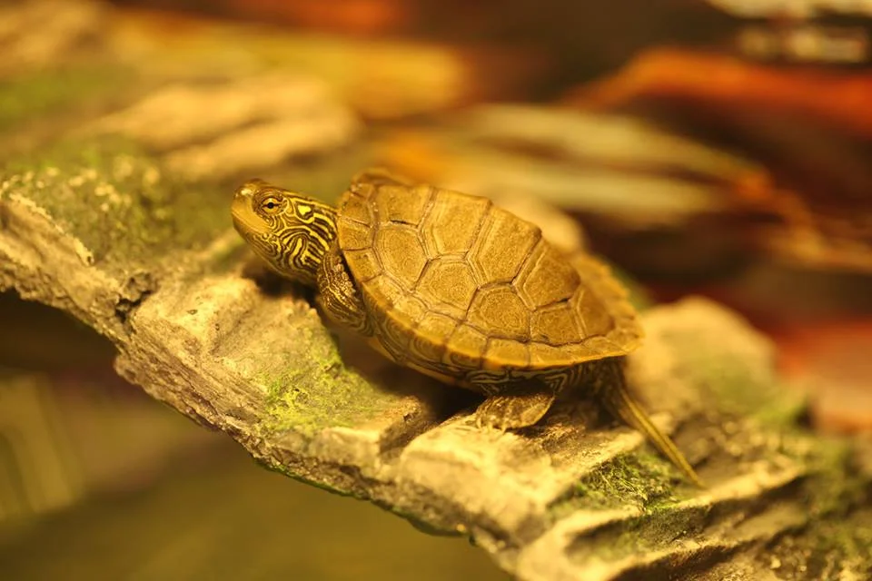 How Can It Be?   Baby Wildlife Season Already?