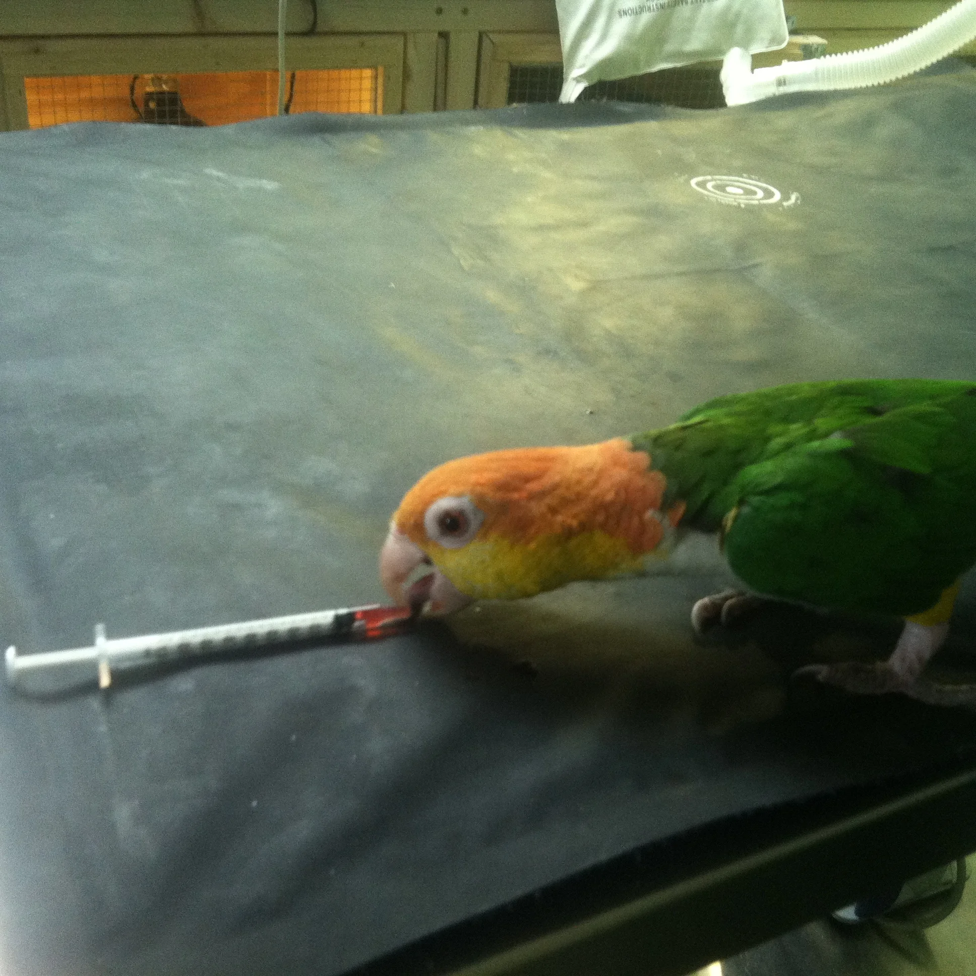 Hospital Pet Bird Abba Earns Right to Practice Veterinary Medicine