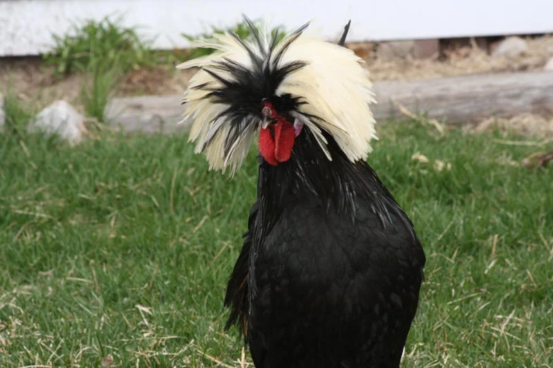 So You Want Some Backyard Chickens?