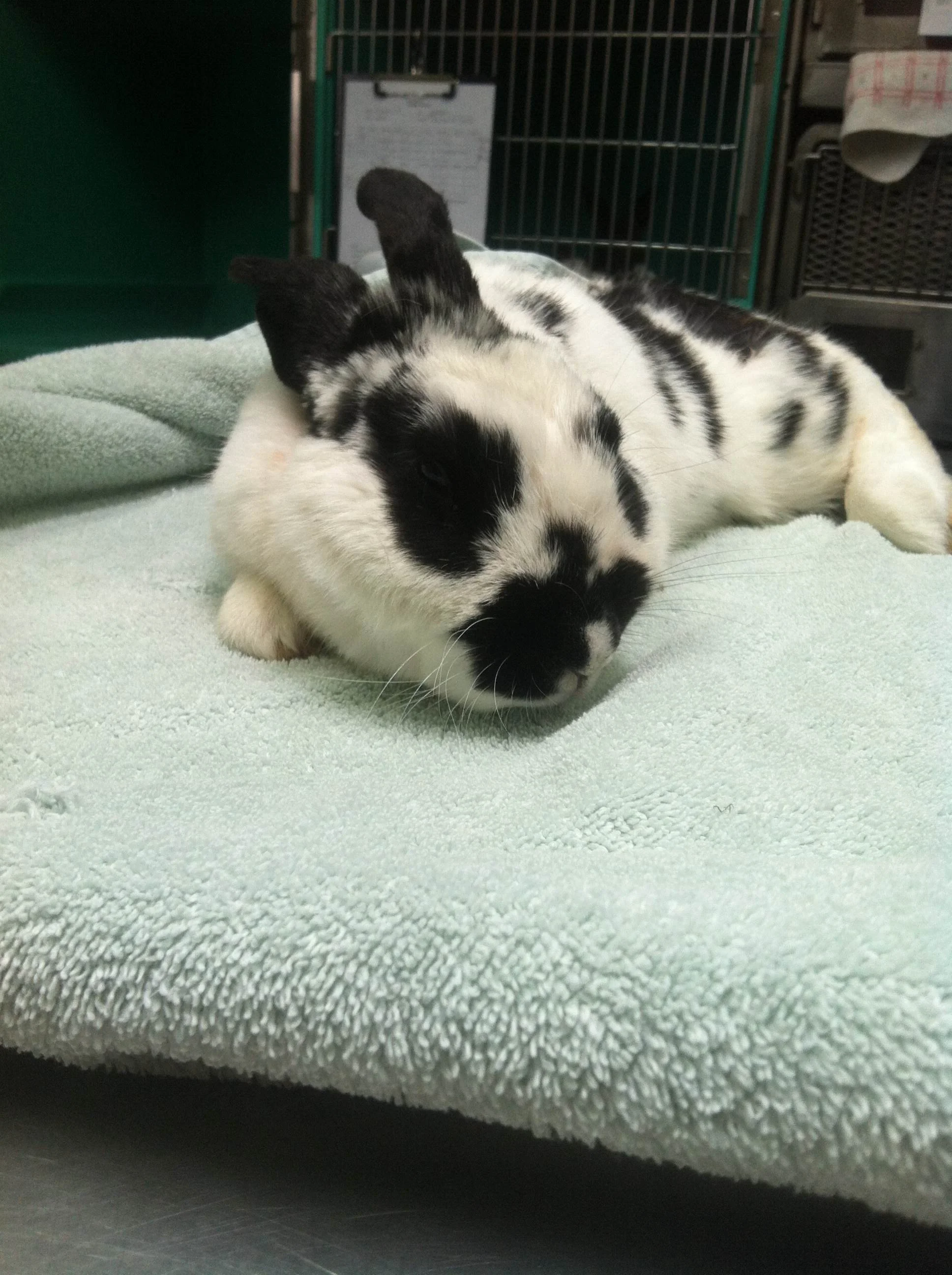 The Story of Arrow the Rabbit