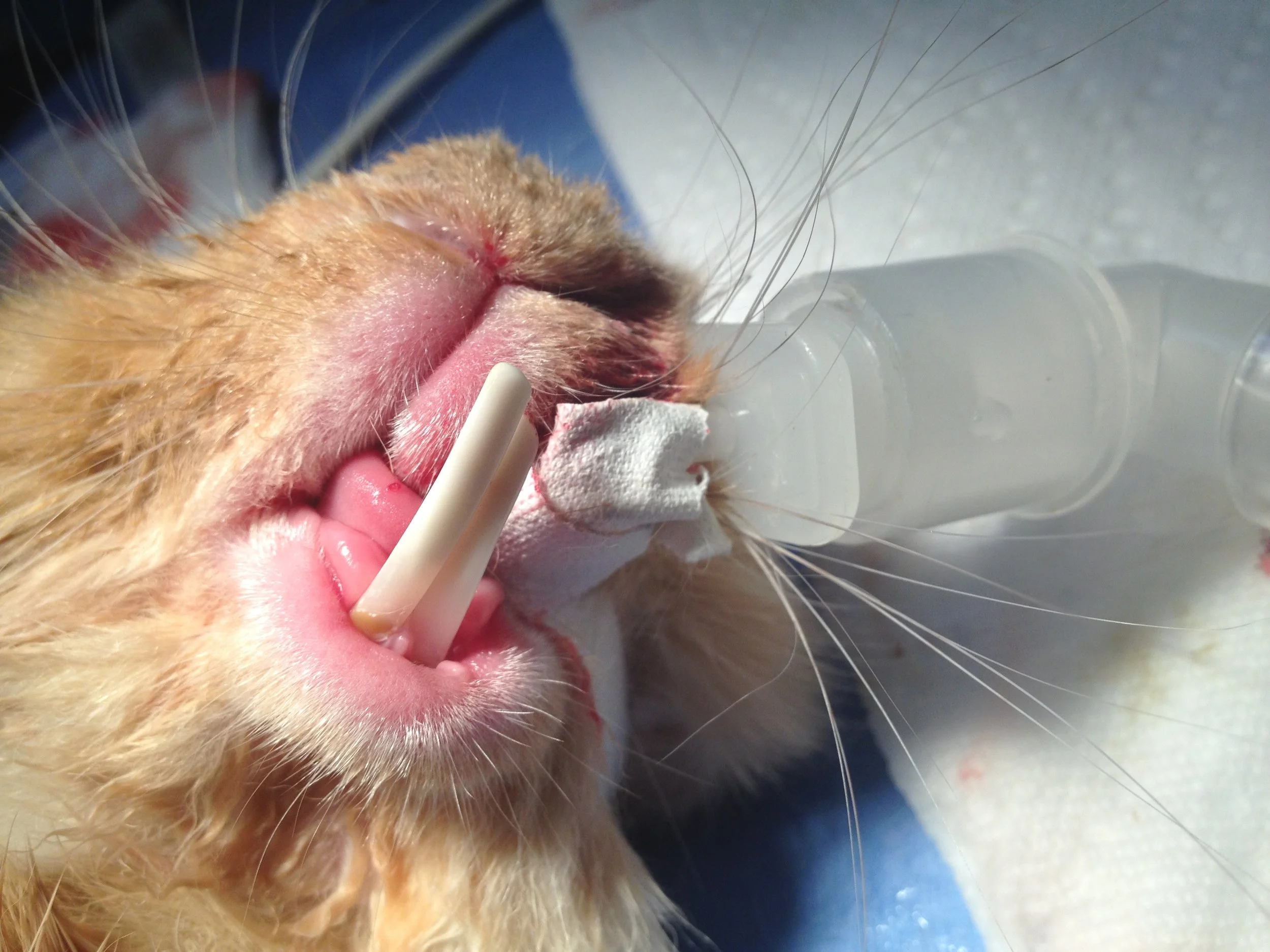 Braces for Rabbits??