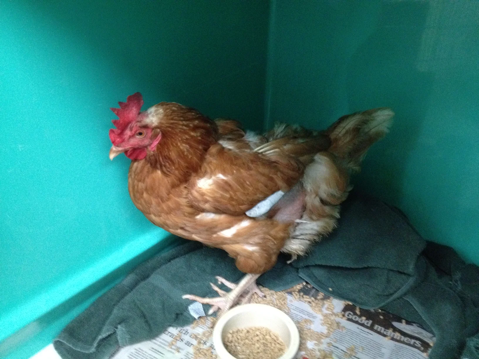 A Chicken Put Back Together Again