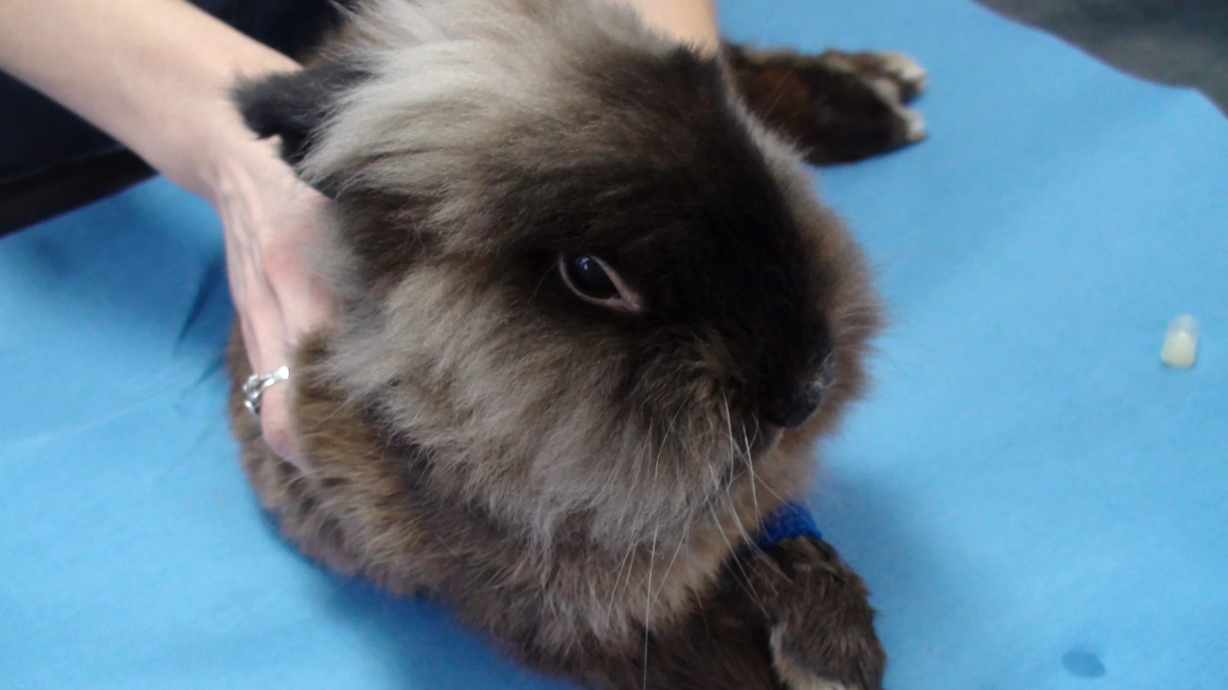Case Report: Chewy