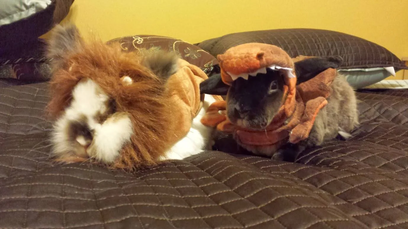 Halloween Pets