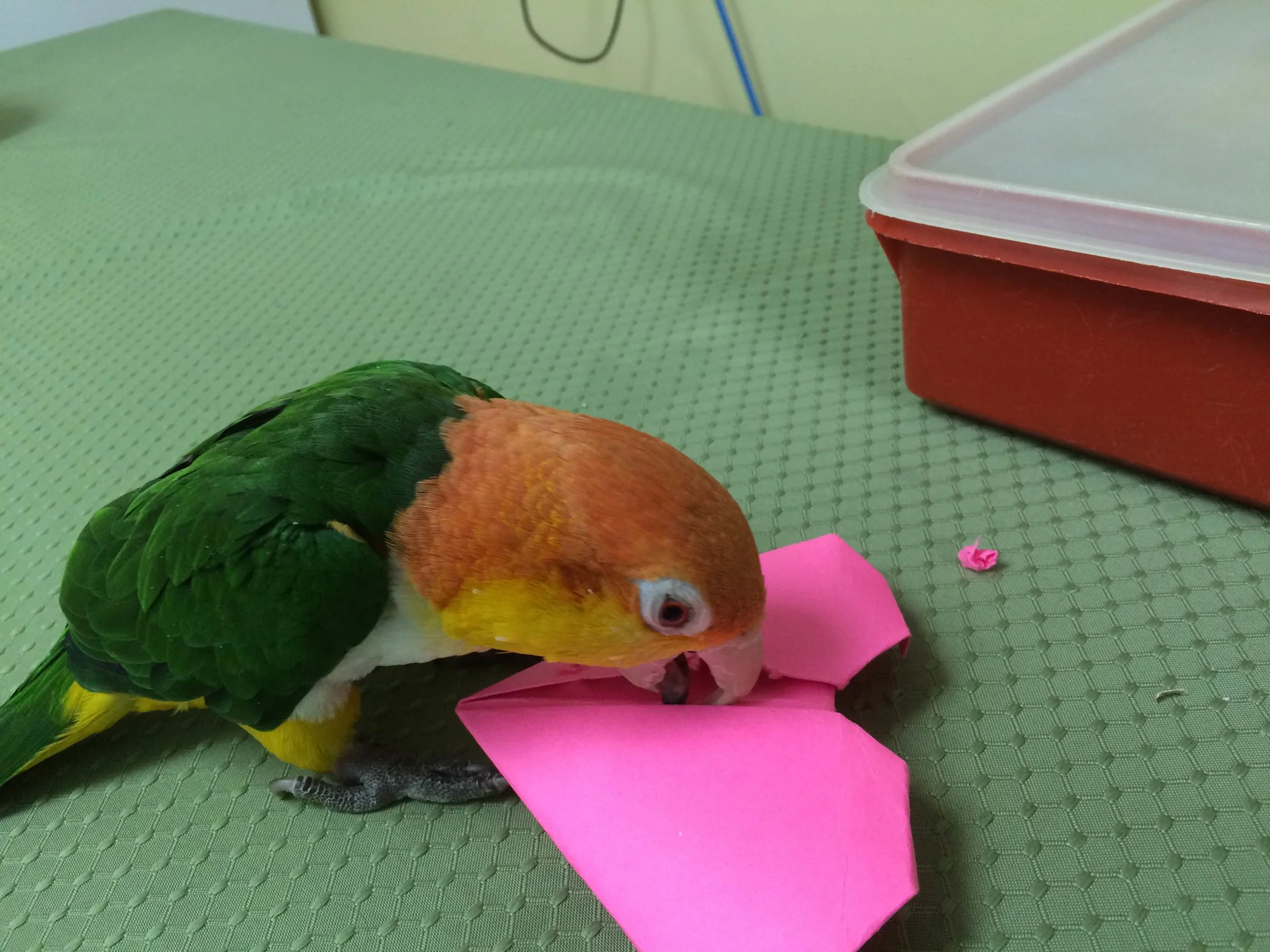 Happy Valentine's Day from Abba at the Avian and Exotic Animal Clinic