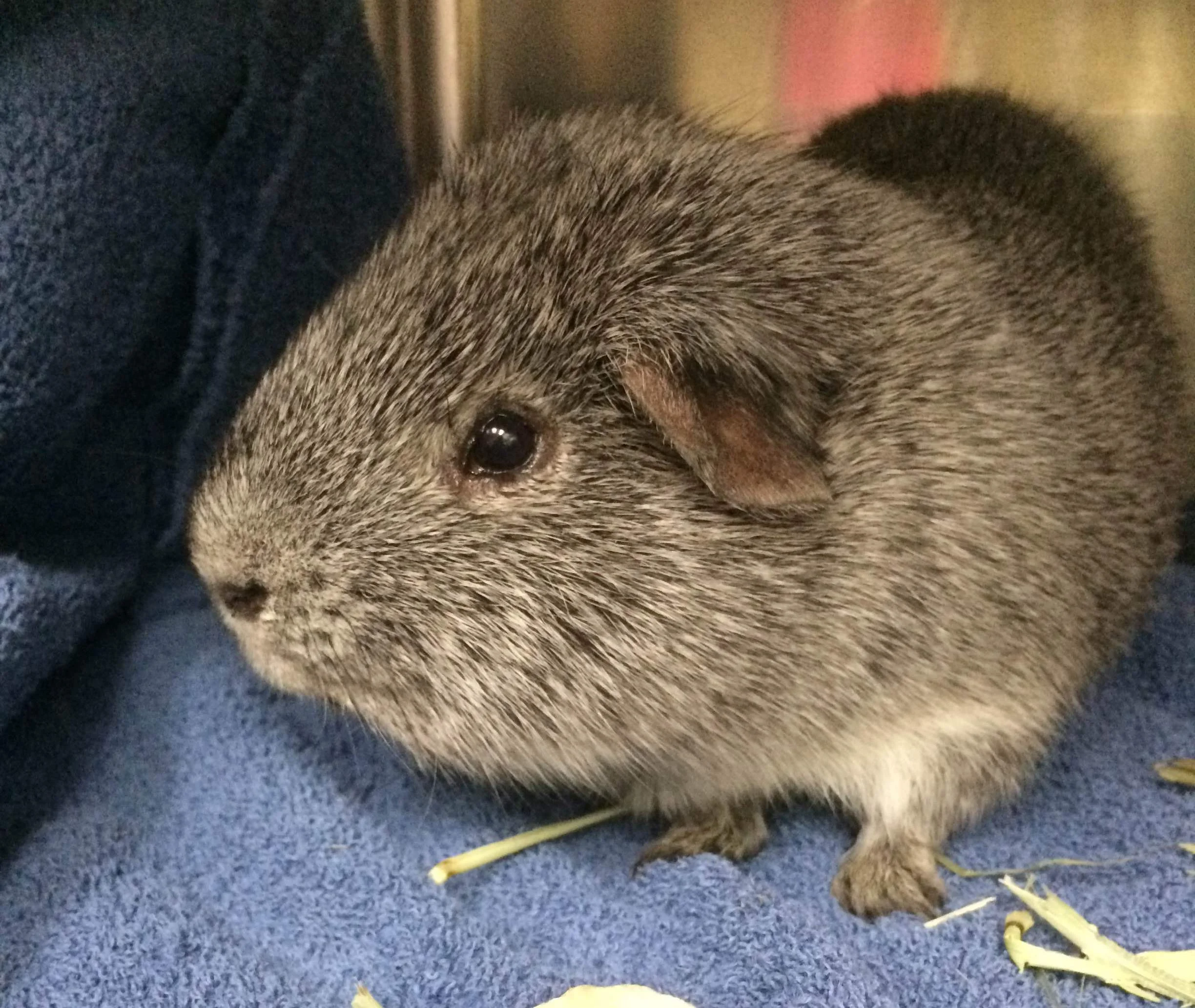 Case Study: Bladder Stone