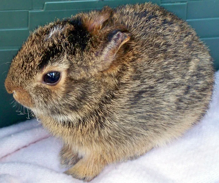 Here's Our Yearly Reminder:  Wildlife Season 2016 is Almost Upon Us!