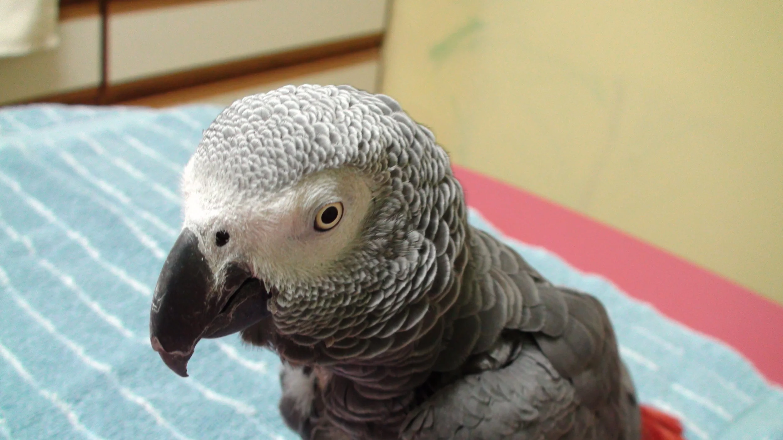 A Case of Not-So-Yummy Beads