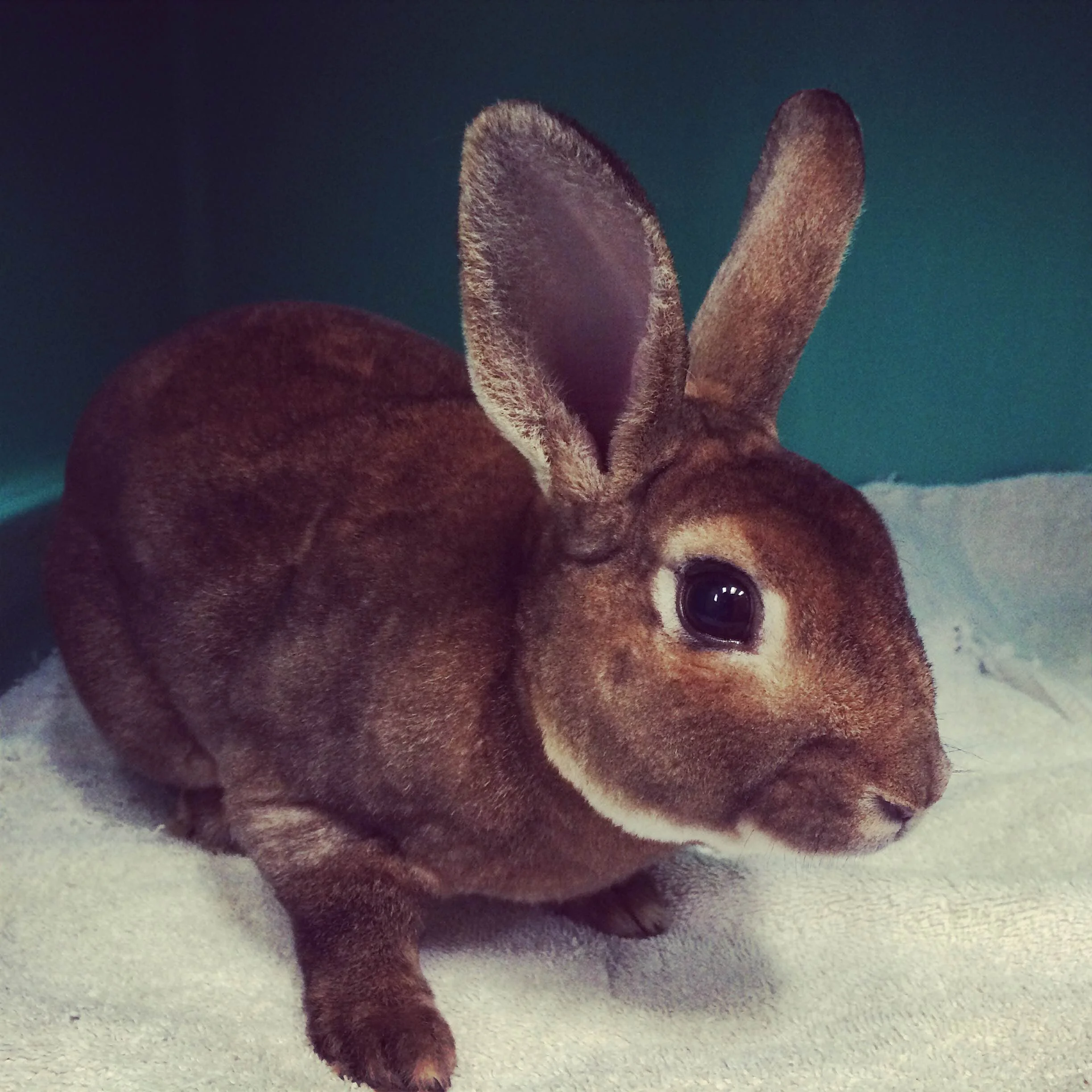 Calling All Rabbit Lovers!