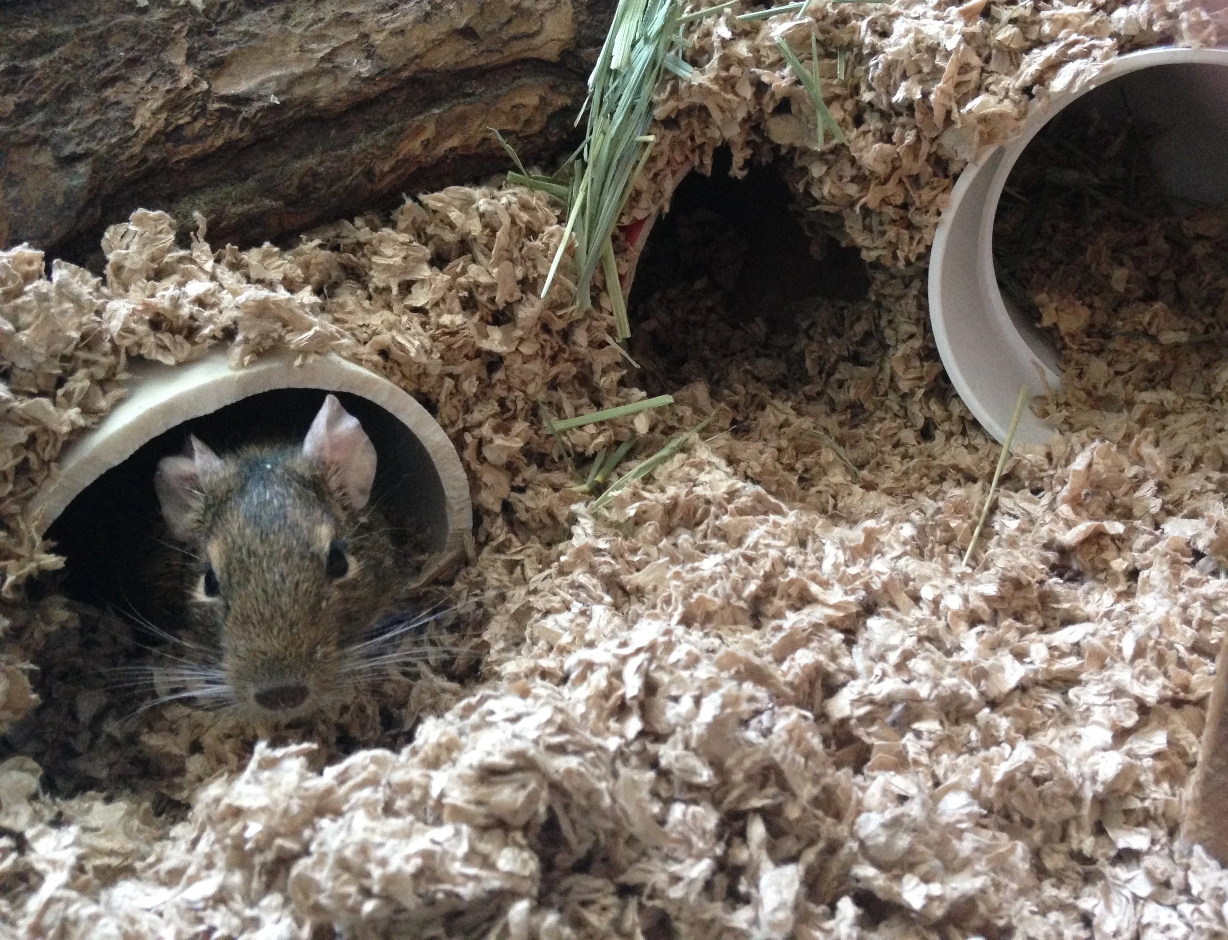 Big Changes for Avian and Exotic Animal Clinic