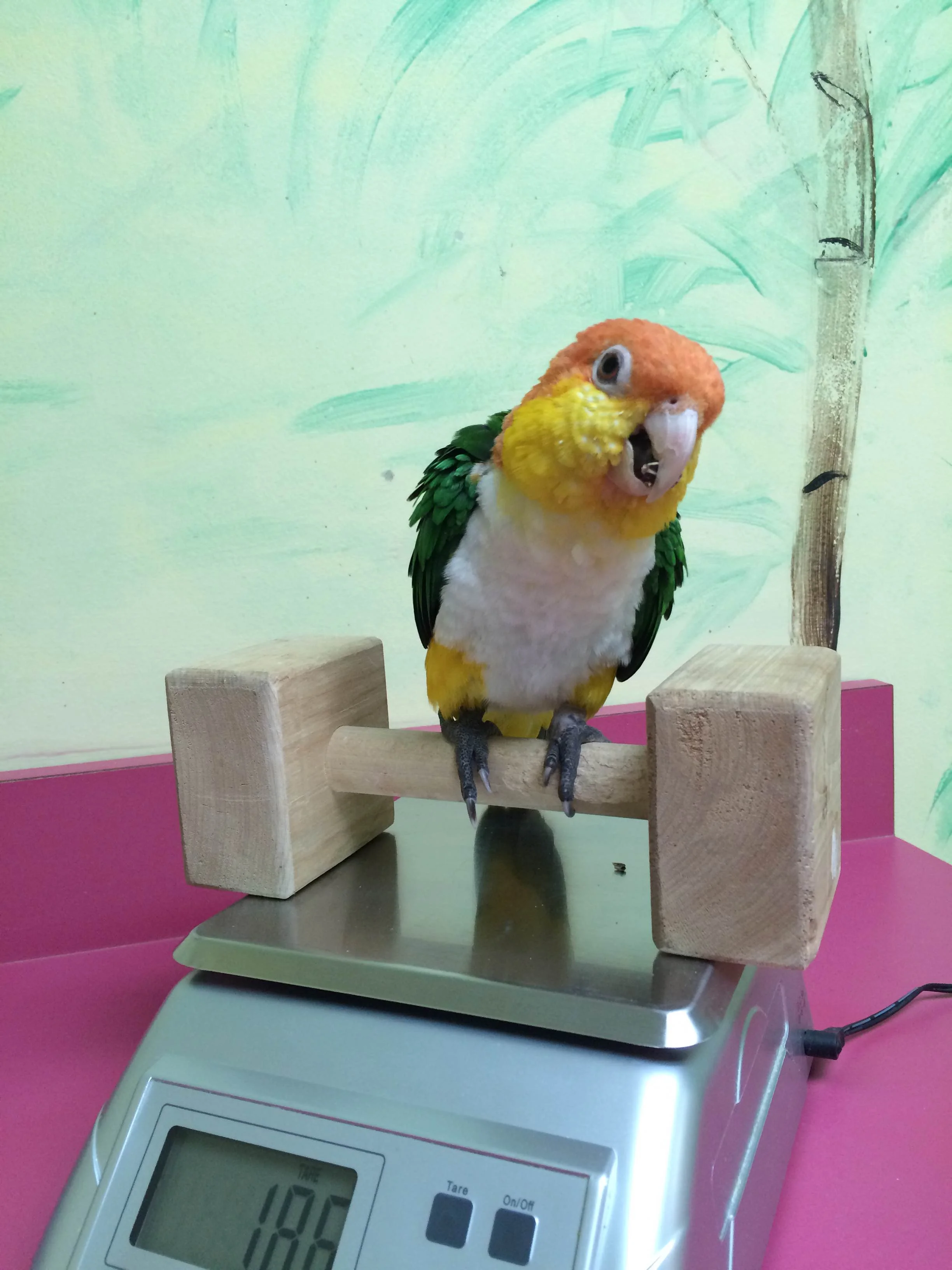 Why it's Way Important to Find An Easy Way to Weigh