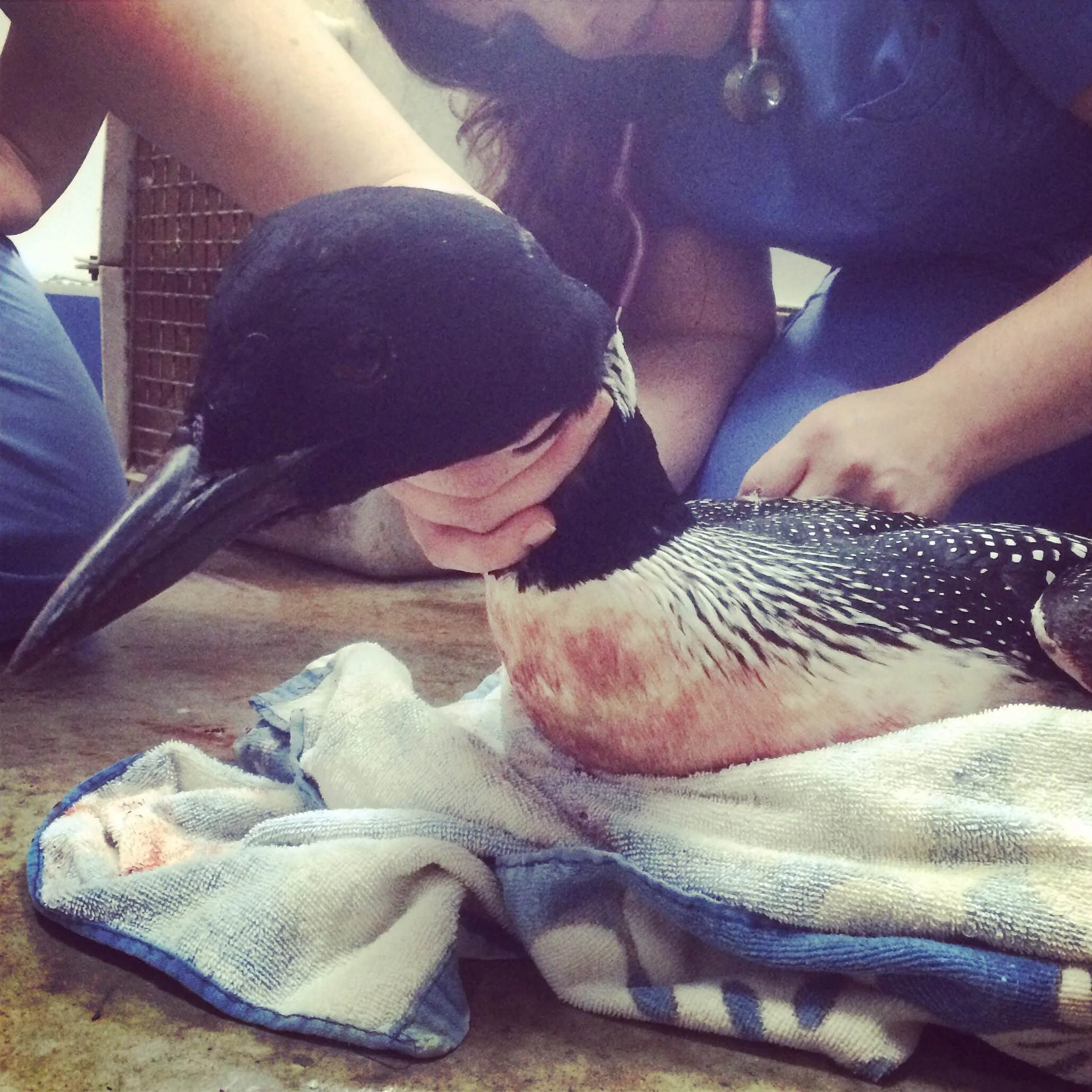 Wildlife Season Approaches!