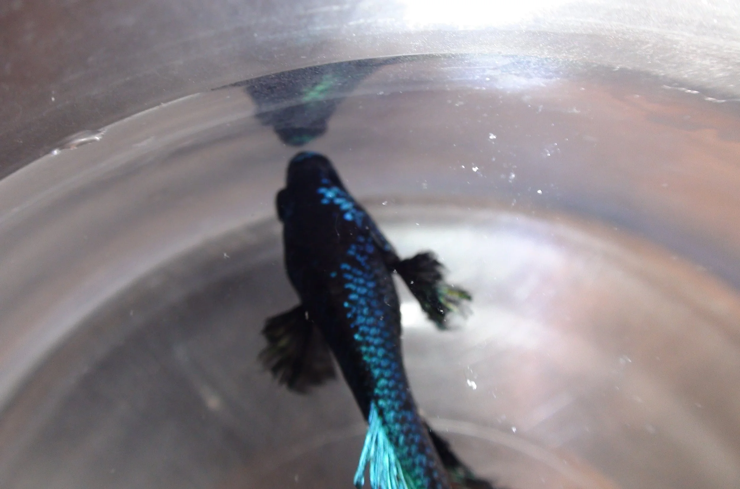 Case Study: Spike the Betta Fish