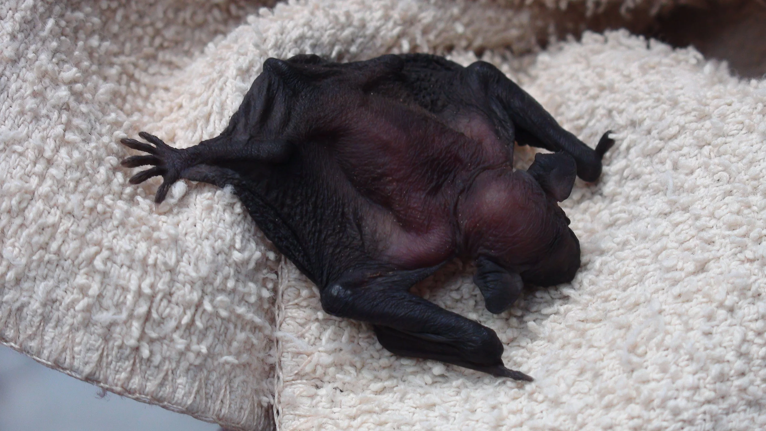 Bats and Rabies: The Risk Is REAL And Here In Central Indiana