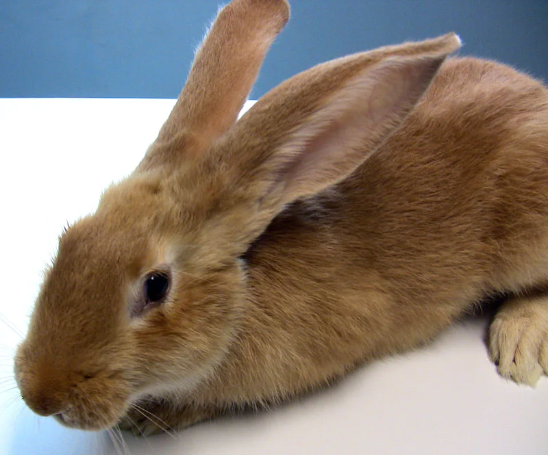 Meloxicam in Rabbits