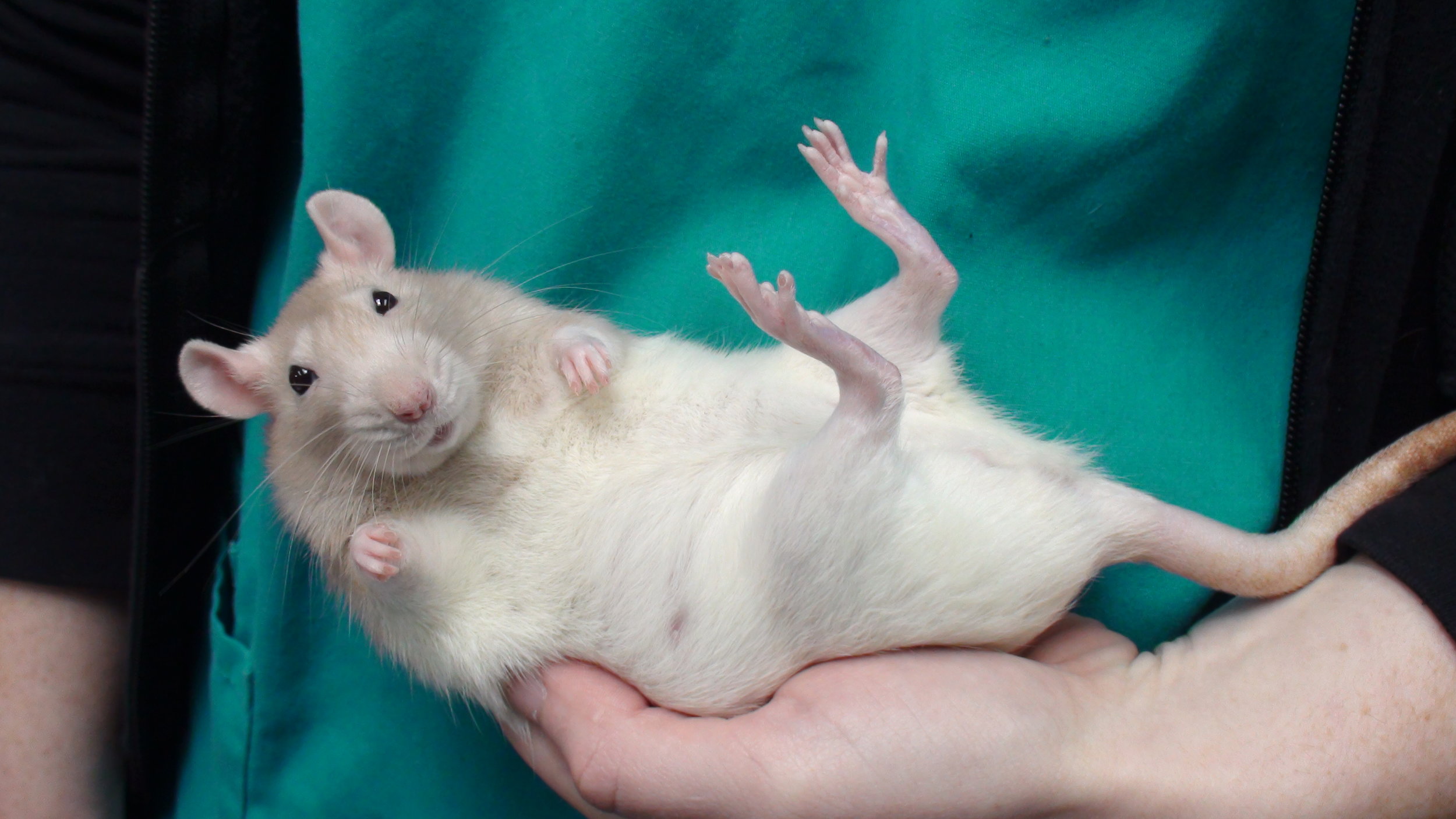 Outbreak of Seoul Virus in Rats