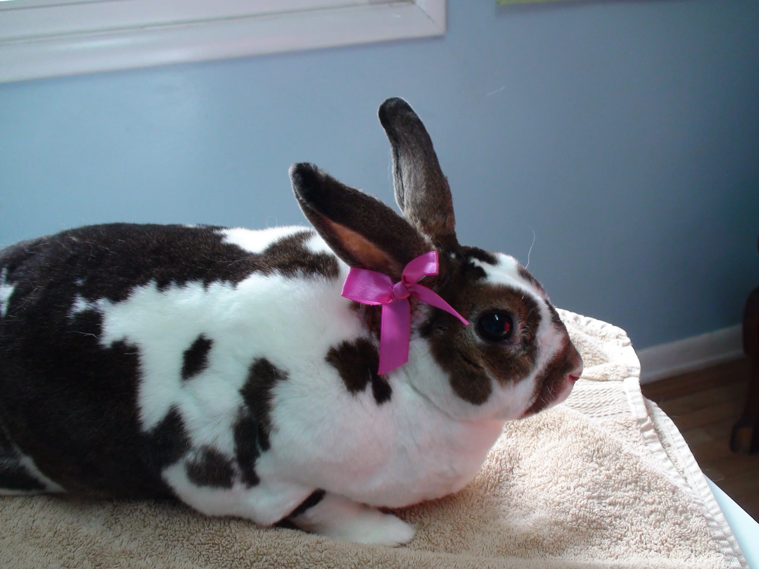 Liver Lobe Torsion in Rabbits