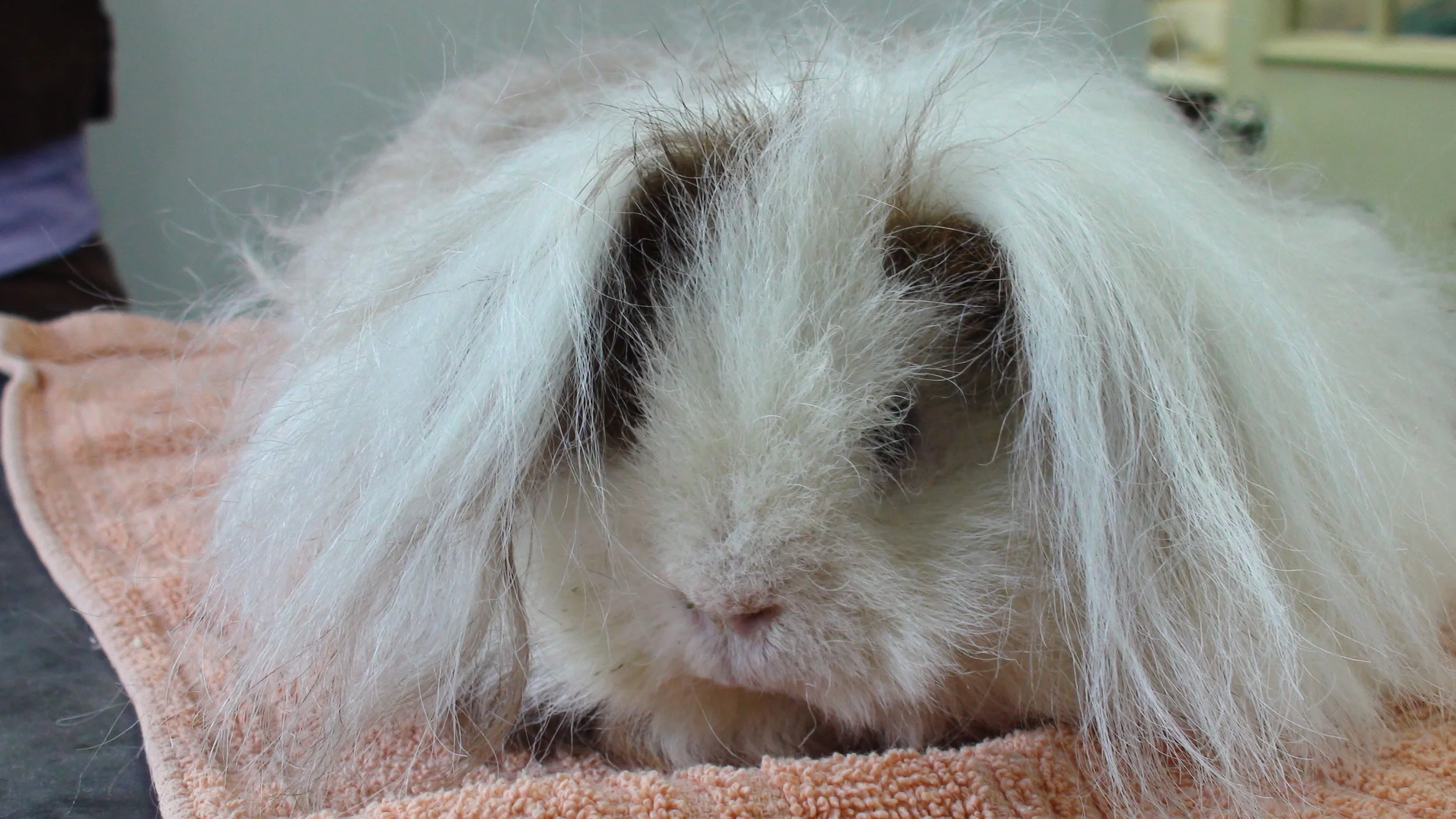 Highlights from NAVC 2017