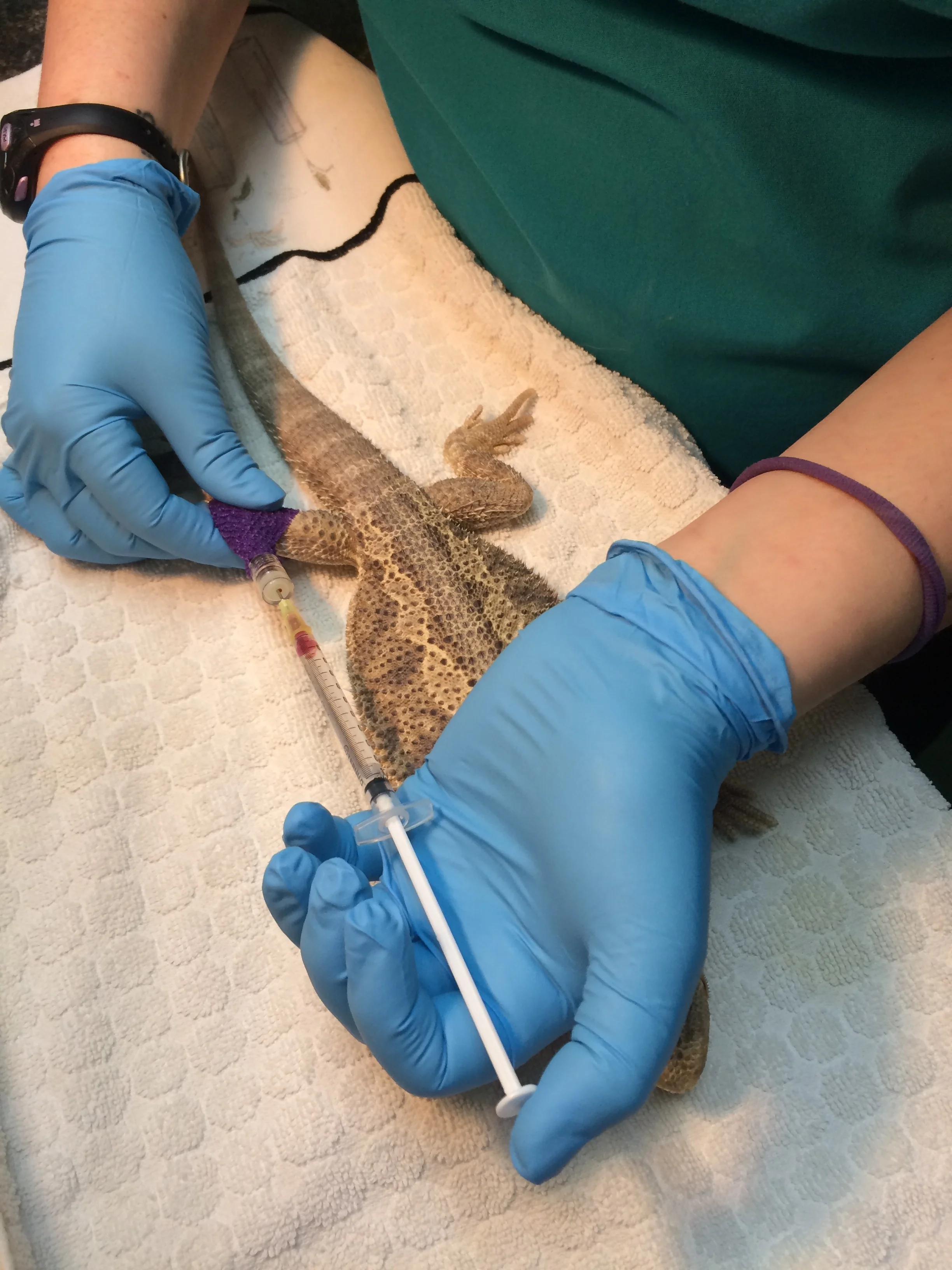 Heroic Pet Bearded Dragon "Donor" Donates Blood