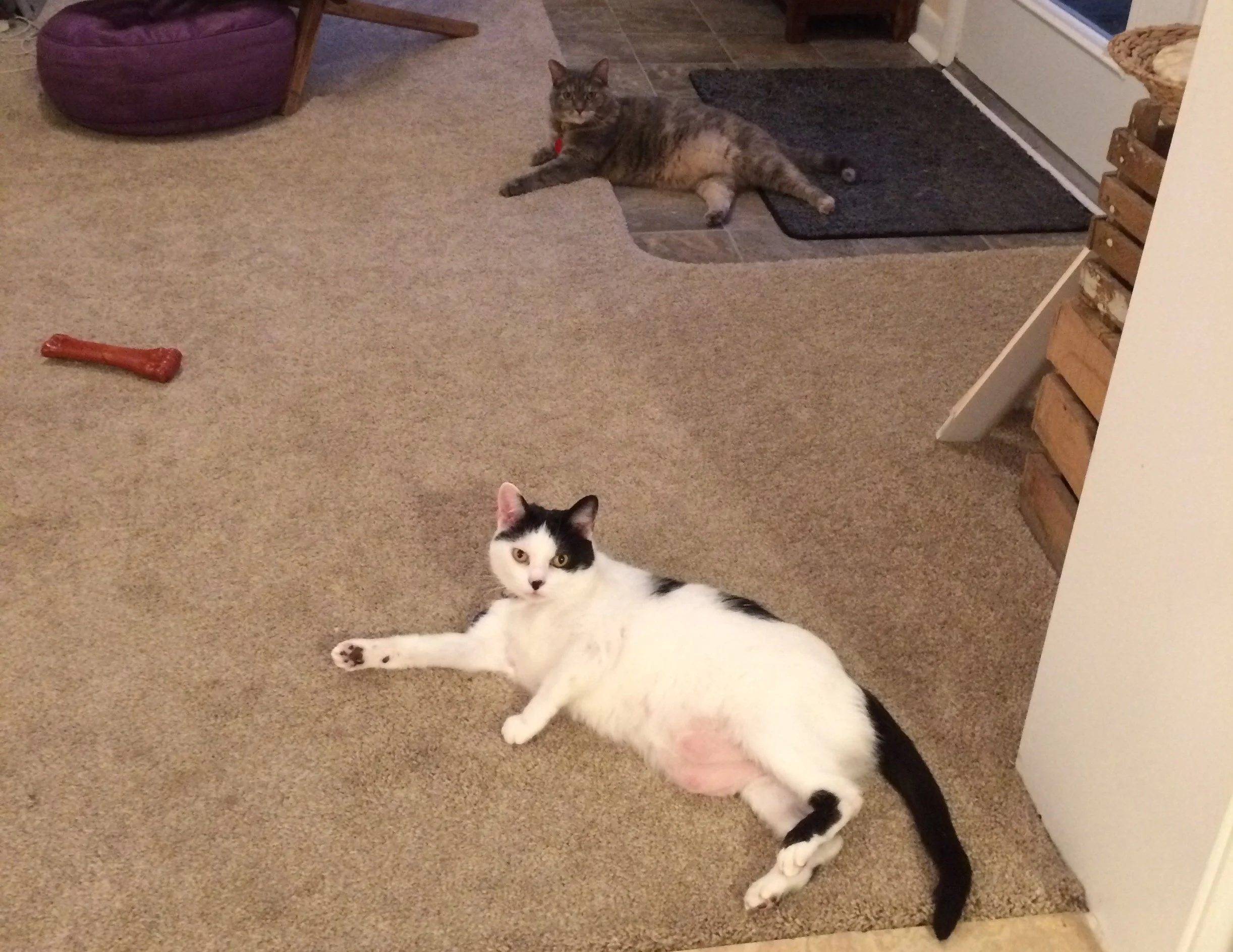 The Debate on Indoor vs. Outdoor Cats: Why Does AEAC Care?