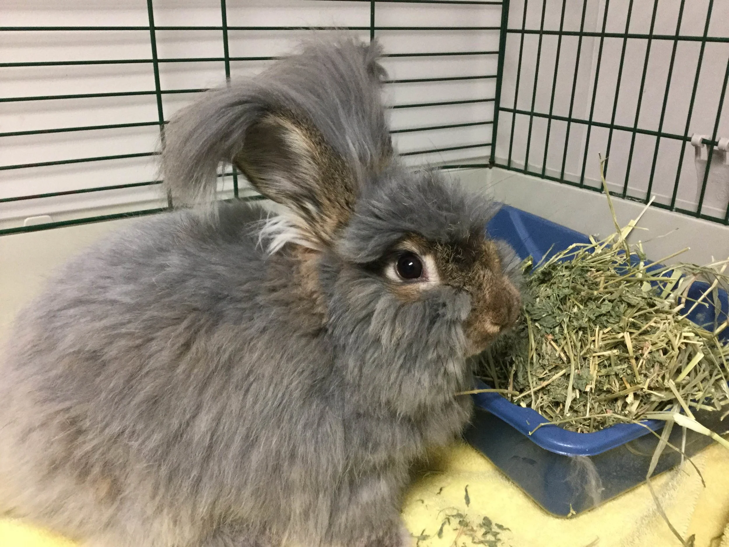 Spring is Almost Here, And That Means Easter….and Maybe Easter Bunnies?