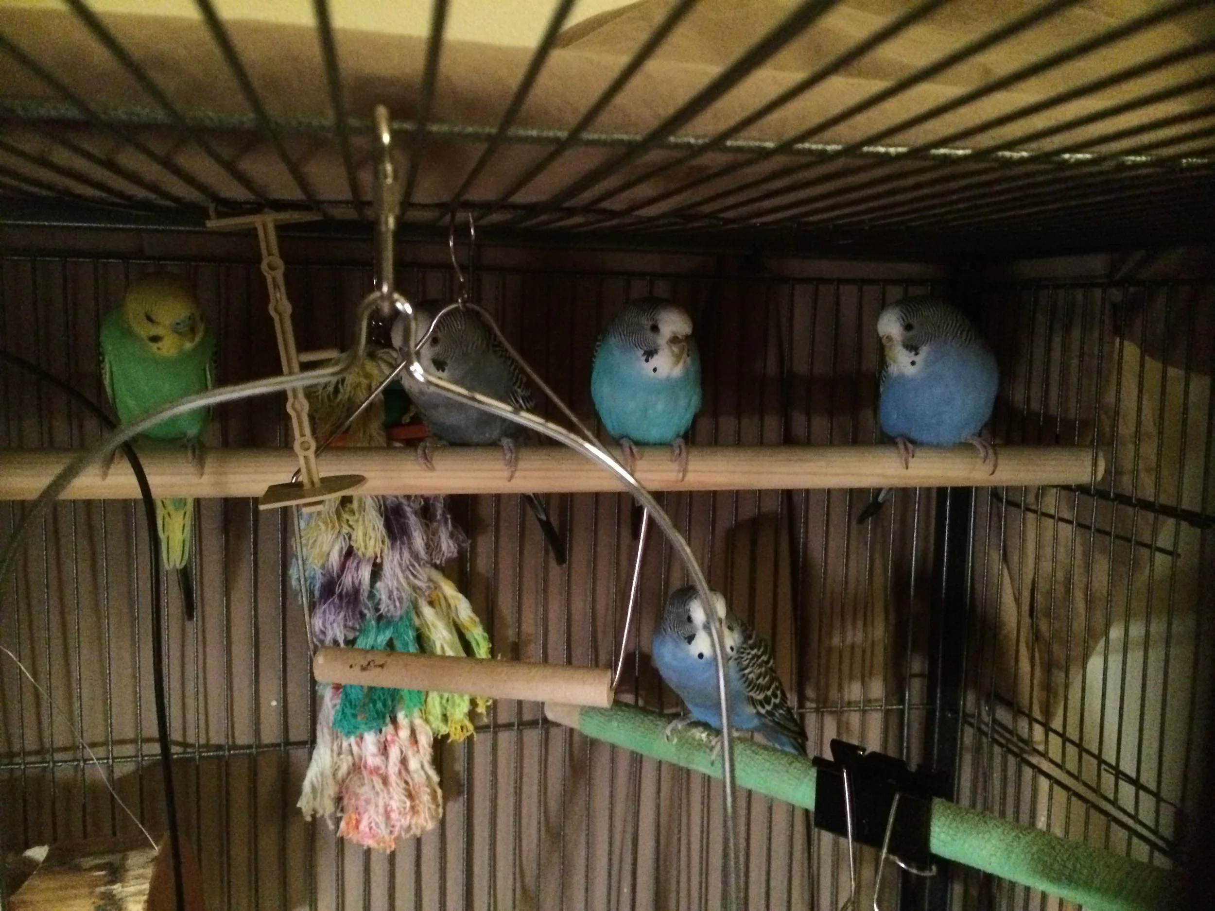 Can Cats and Birds Be Friends?