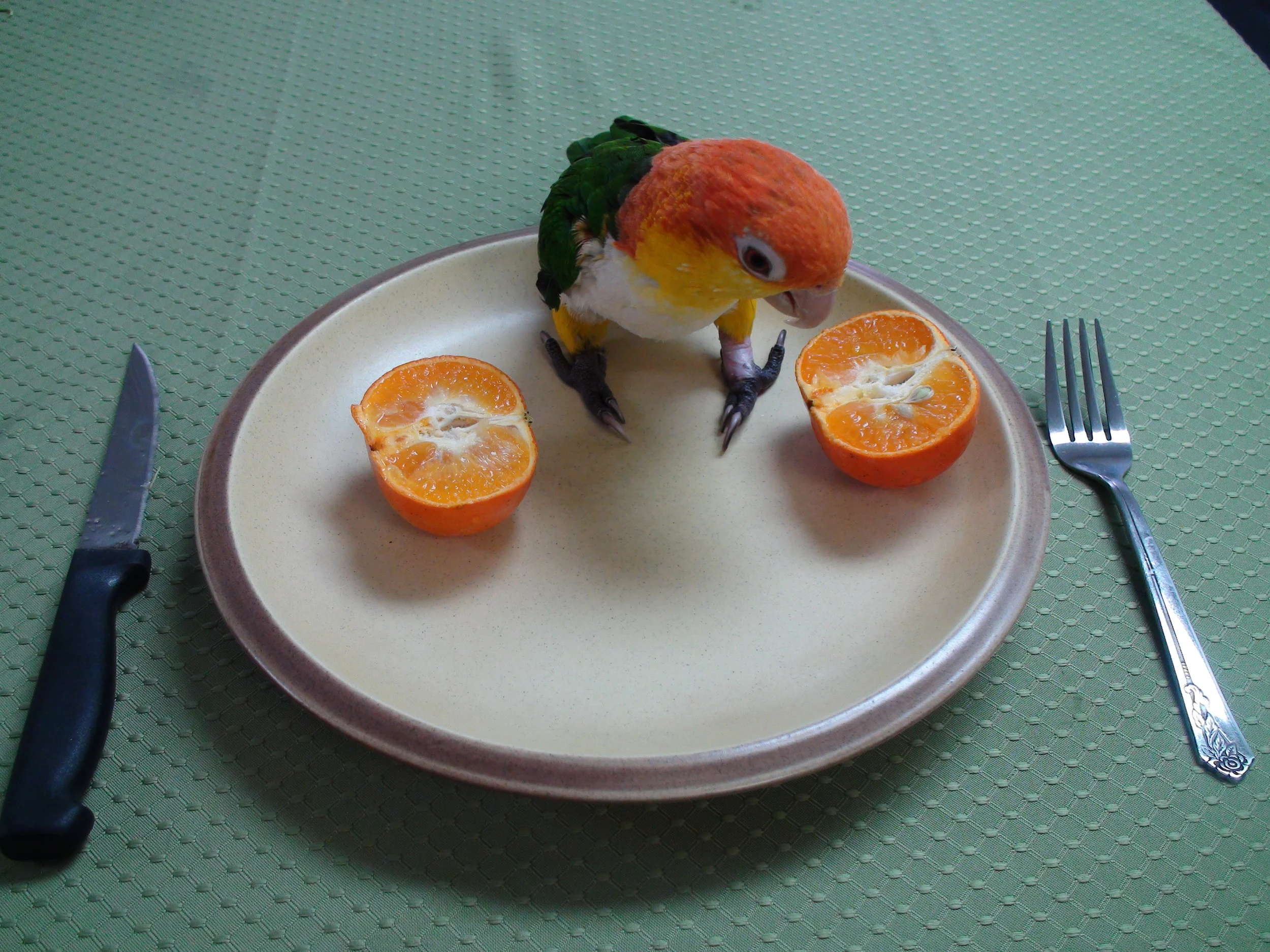 It is Spring, and Romance Is In the Air, For Parrots